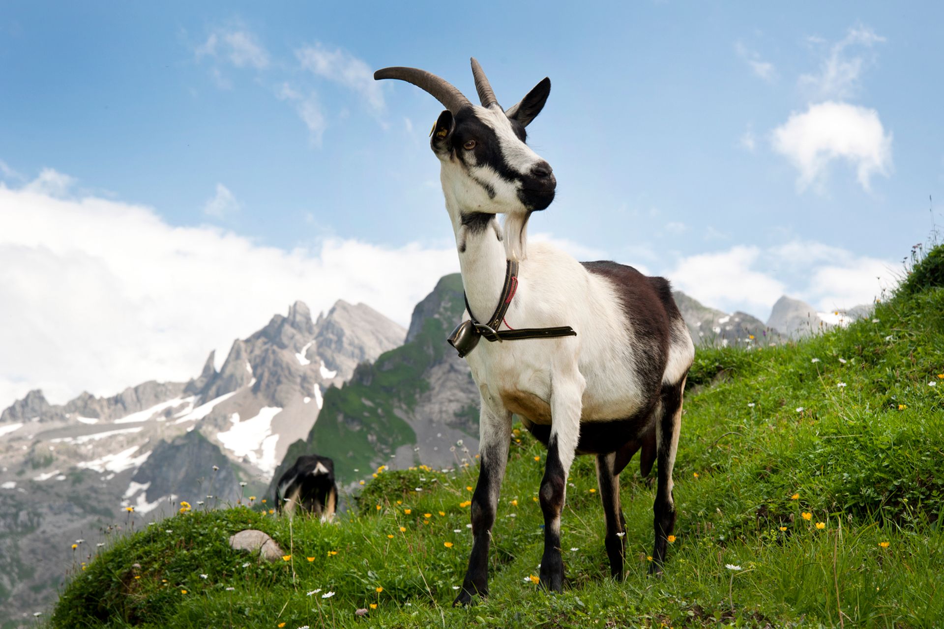 Un esemplare di capra colomba nella regione d’estivazione della Svizzera (Foto Agroscope, Gabriela Brändle)