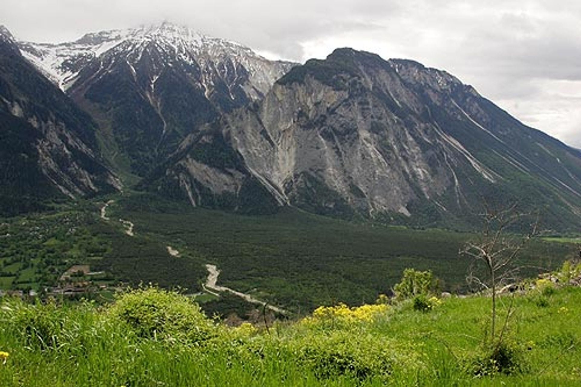 I pini silvestri dello Pfynwald, un’area boschiva del Canton Vallese