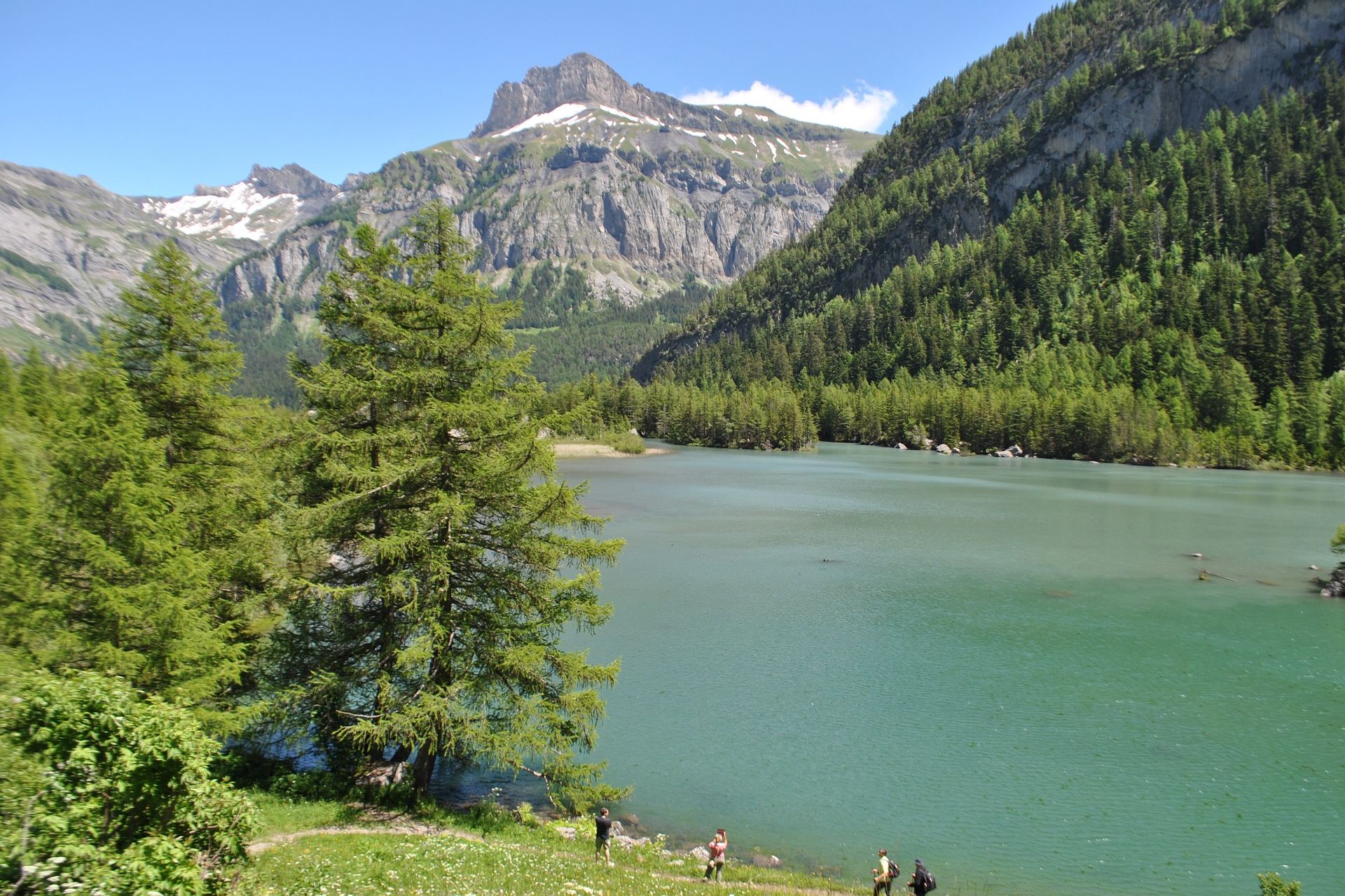 I pini silvestri dello Pfynwald, un’area boschiva del Canton Vallese