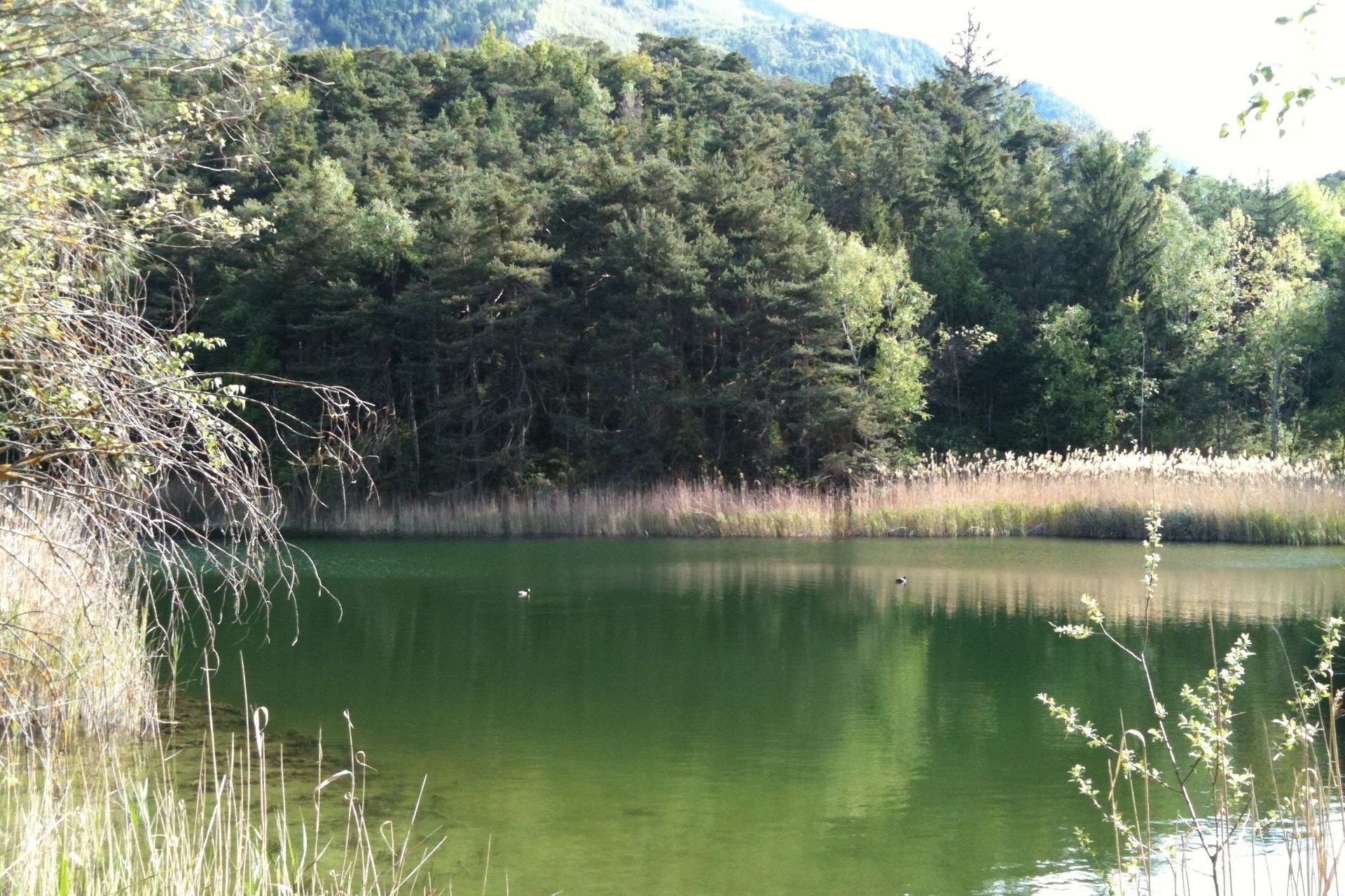 I pini silvestri dello Pfynwald, un’area boschiva del Canton Vallese