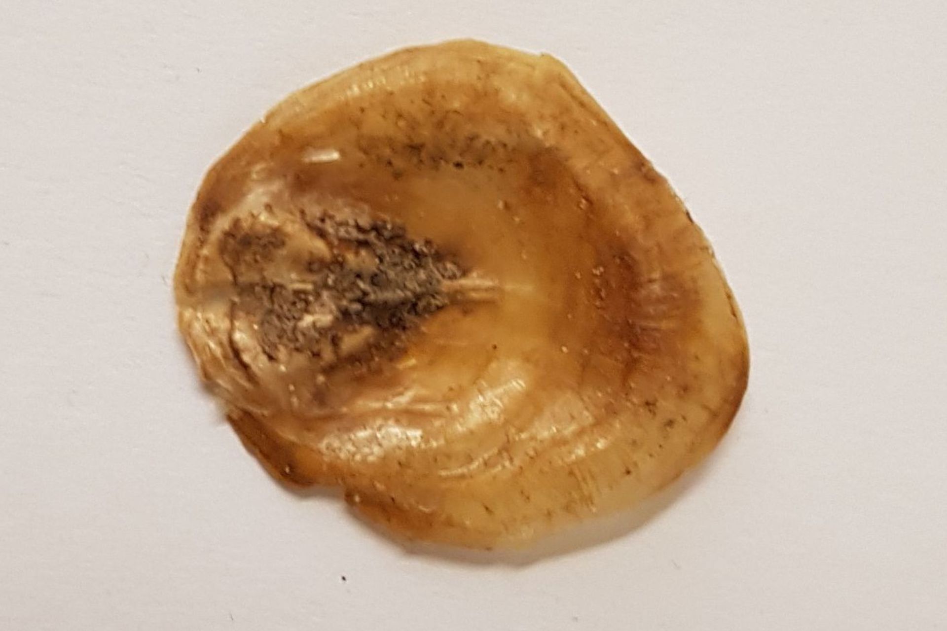 Il guscio del brachiopode Discinisca Tenuis è duro e fragile all'asciutto (Foto: Fabio Nedelman)