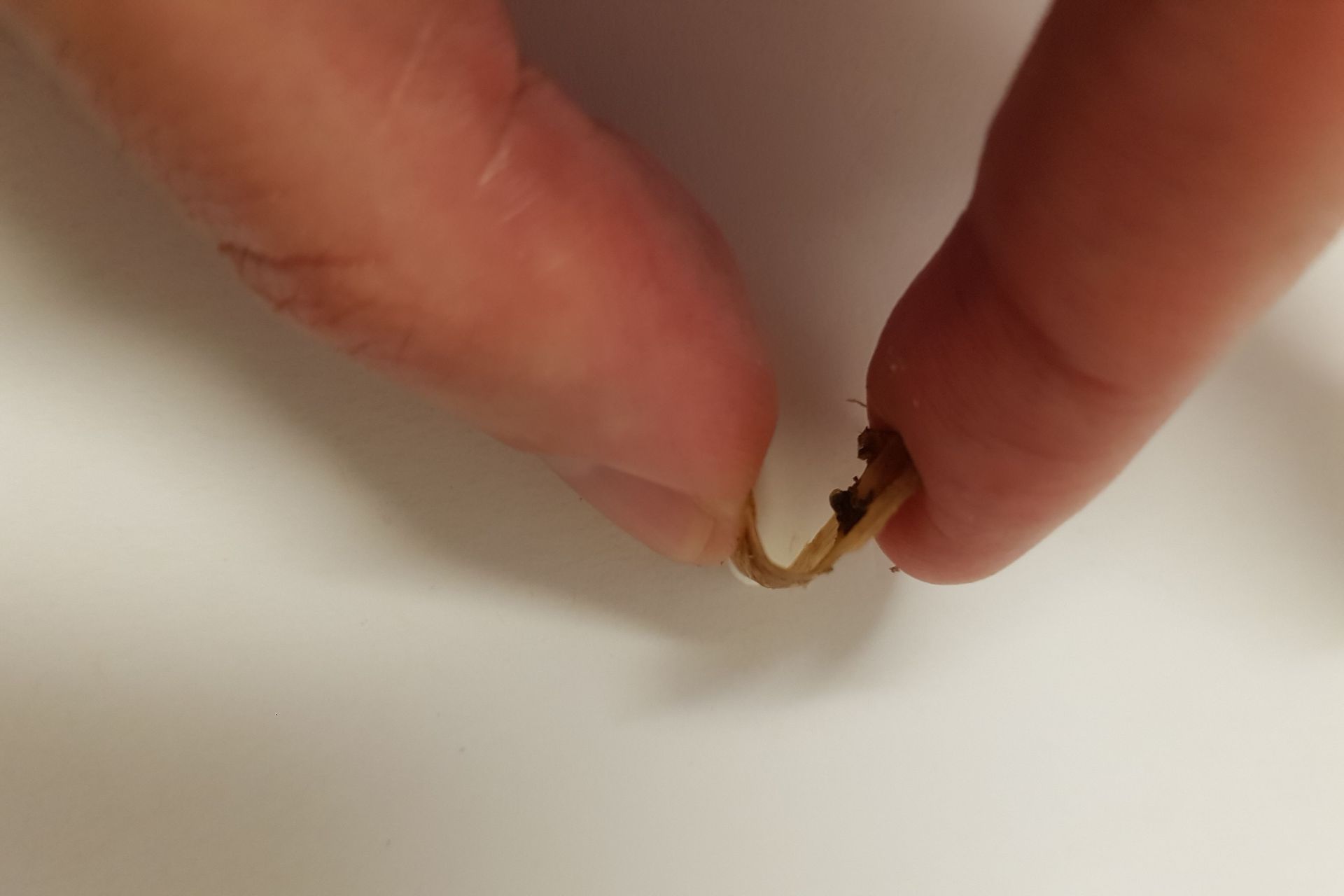 Il guscio del brachiopode Discinisca Tenuis è morbido e flessibile quando esposto all'acqua (Foto Fabio Nedelman)