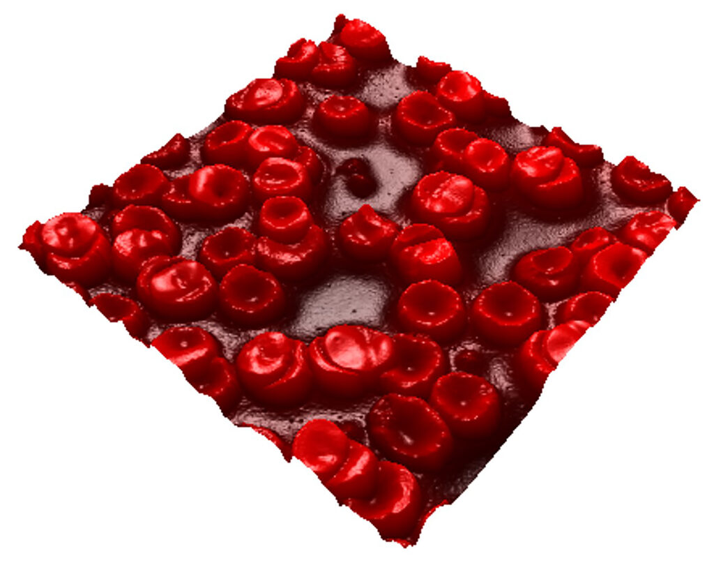 Immagine in 3D dei globuli rossi osservati con il Microscopio a Forza Atomica