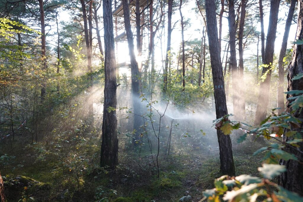 Irrigazione in una delle parcelle del sito di ricerca forestale del WSL di Pfynwald, in Vallese (Foto Michèle Kaennel DobbertinWSL)