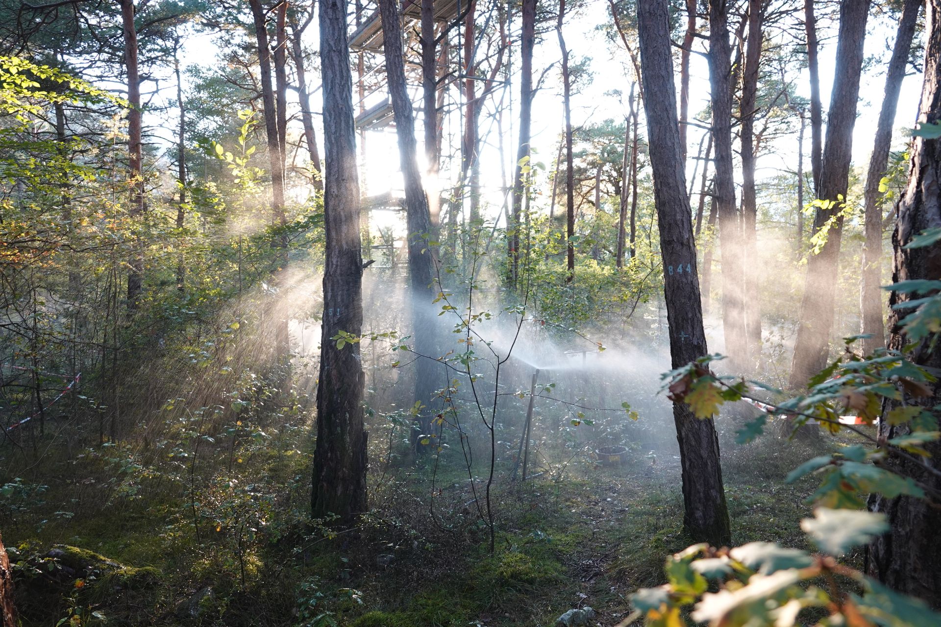 Irrigazione in una delle parcelle del sito di ricerca forestale del WSL di Pfynwald, in Vallese (Foto Michèle Kaennel DobbertinWSL)