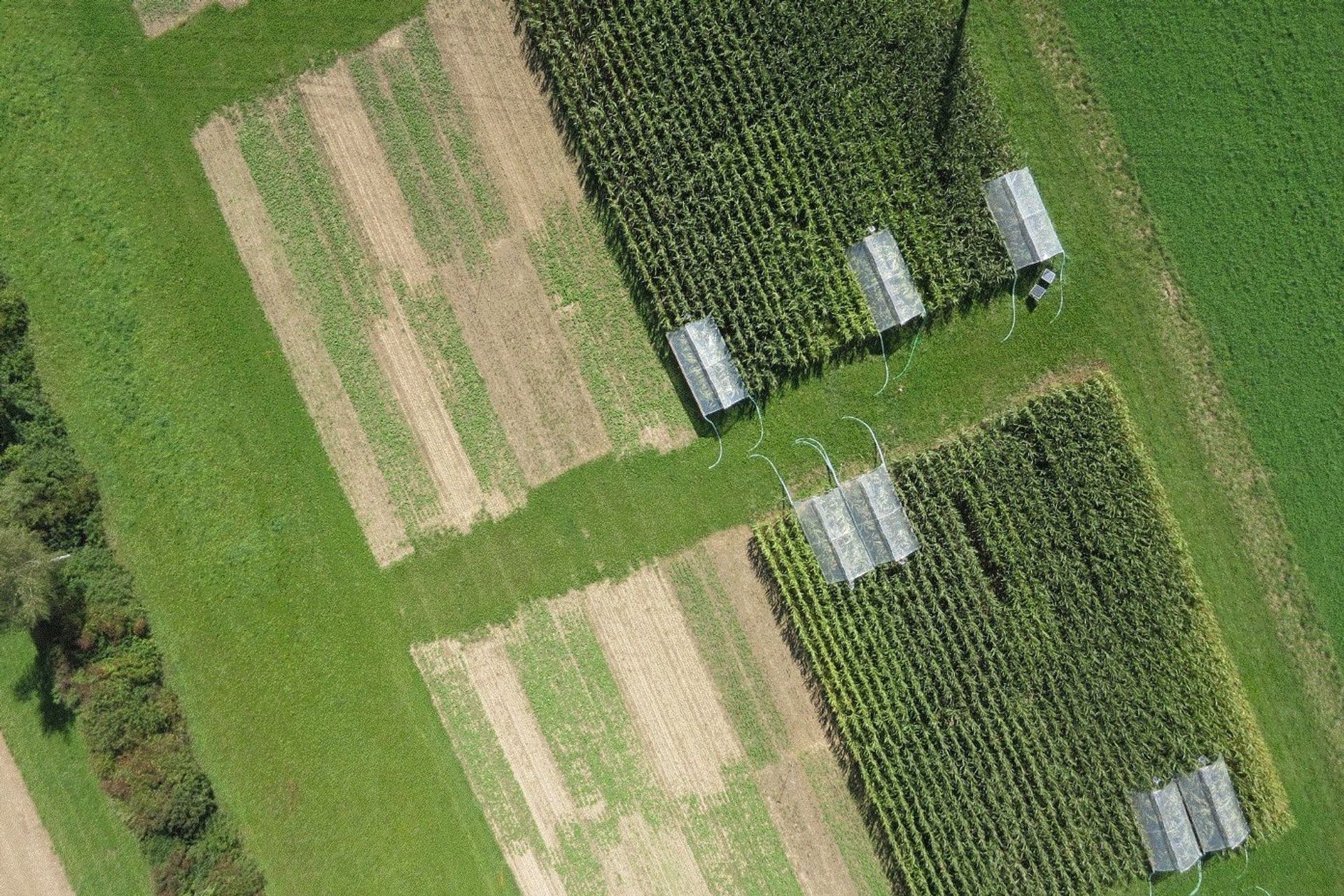 L'esperimento sui sistemi agricoli e la lavorazione del terreno dell’agenzia Agroscope a Zurigo valuta gli effetti dell'agricoltura biologica, conservativa e convenzionale dei seminativi sulla resa delle piante e su una vasta gamma di servizi ecosistemici: è stato anche testato come le diverse pratiche agricole rispondono alla siccità simulata, ricreata attraverso schermi di plastica...