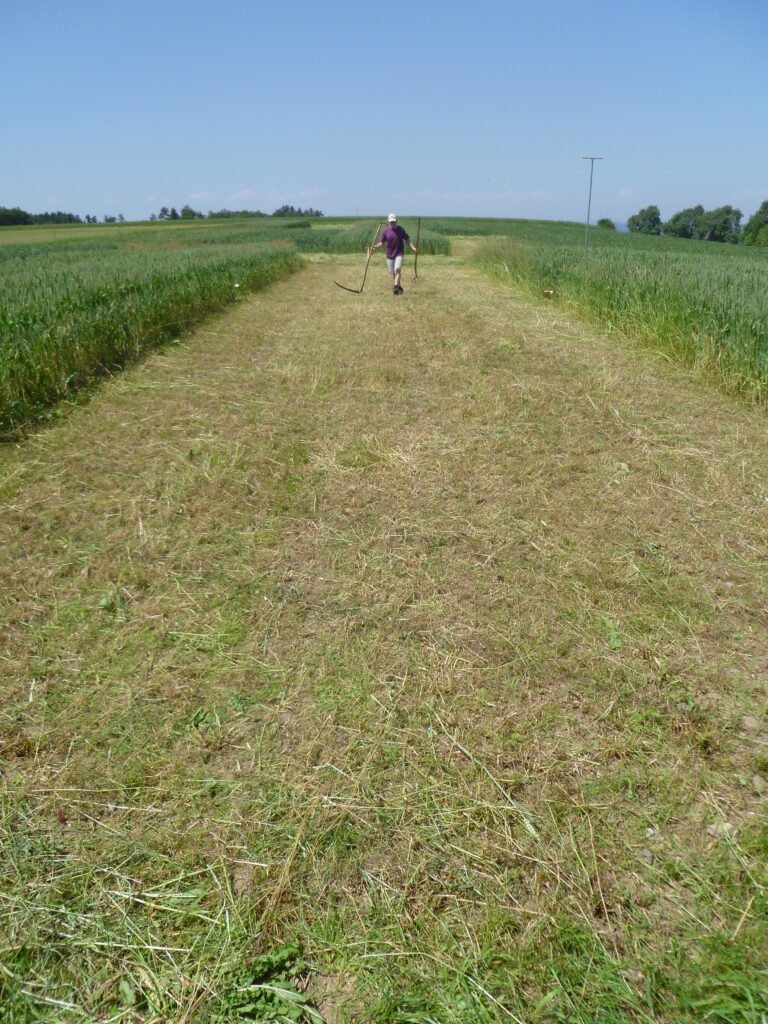 L'esperimento sui sistemi agricoli e la lavorazione del terreno dell’agenzia Agroscope a Zurigo valuta gli effetti dell'agricoltura biologica, conservativa e convenzionale dei seminativi sulla resa delle piante e su una vasta gamma di servizi ecosistemici: è stato anche testato come le diverse pratiche agricole rispondono alla siccità simulata, ricreata attraverso schermi di plastica...