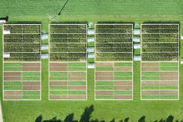 Colture biologiche e tradizionali: sfida svizzera a quattro