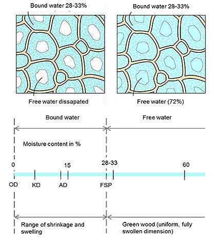L'acqua intrappolata nel legno "in decomposizione" a disposizione dei funghi