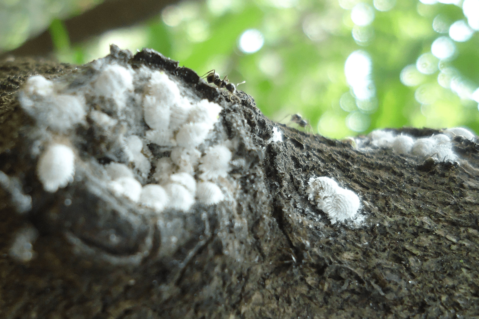 Il tronco di un albero ricoperto da cocciniglie