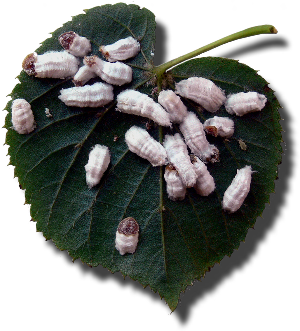 La foglia di un albero ricoperto da cocciniglie