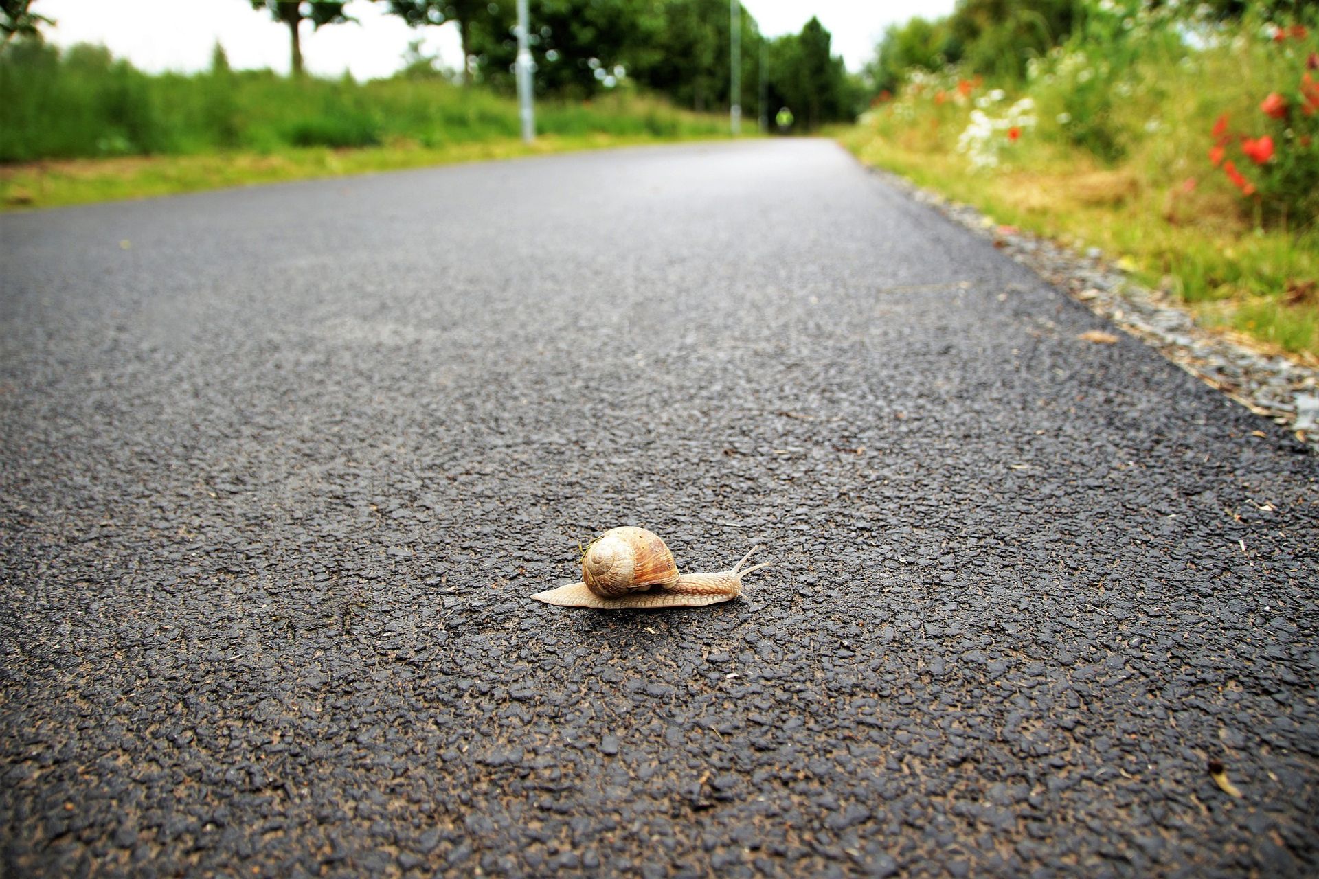 L'attraversamento di una strada da parte di una lumaca