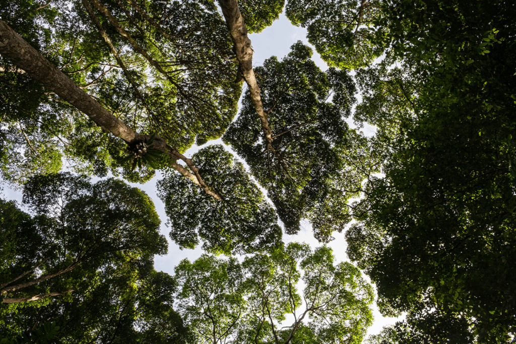 Le chiome degli alberi riescono spesso a non toccarsi fra loro, probabilmente per consentire l’arrivo della luce solare al sottobosco o per ridurre la probabilità di trasmissione dei parassiti
