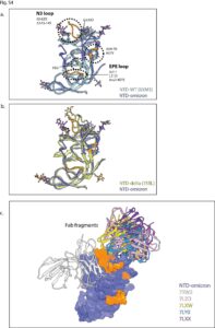 Un'immagine dello studio “Structural analysis of the Spike of the Omicron SARS-COV-2 variant by cryo-EM and implications for immune evasion” (in lingua inglese)