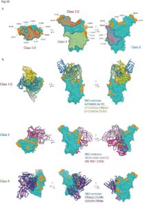 Un'immagine dello studio “Structural analysis of the Spike of the Omicron SARS-COV-2 variant by cryo-EM and implications for immune evasion” (in lingua inglese)