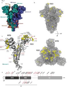 Un'immagine dello studio “Structural analysis of the Spike of the Omicron SARS-COV-2 variant by cryo-EM and implications for immune evasion” (in lingua inglese)