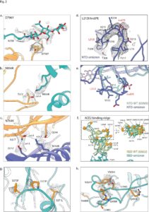 Un'immagine dello studio “Structural analysis of the Spike of the Omicron SARS-COV-2 variant by cryo-EM and implications for immune evasion” (in lingua inglese)