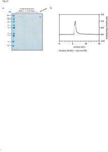 Un'immagine dello studio “Structural analysis of the Spike of the Omicron SARS-COV-2 variant by cryo-EM and implications for immune evasion” (in lingua inglese)