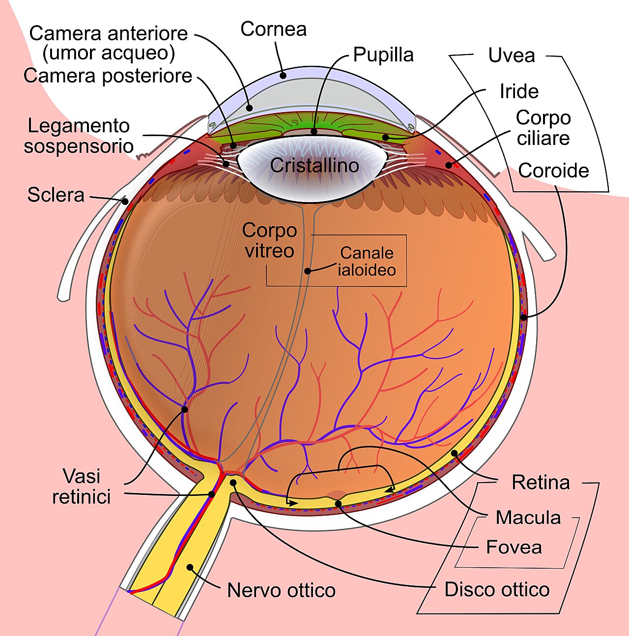 Il diagramma di un occhio umano e dei suoi vari elementi costitutivi