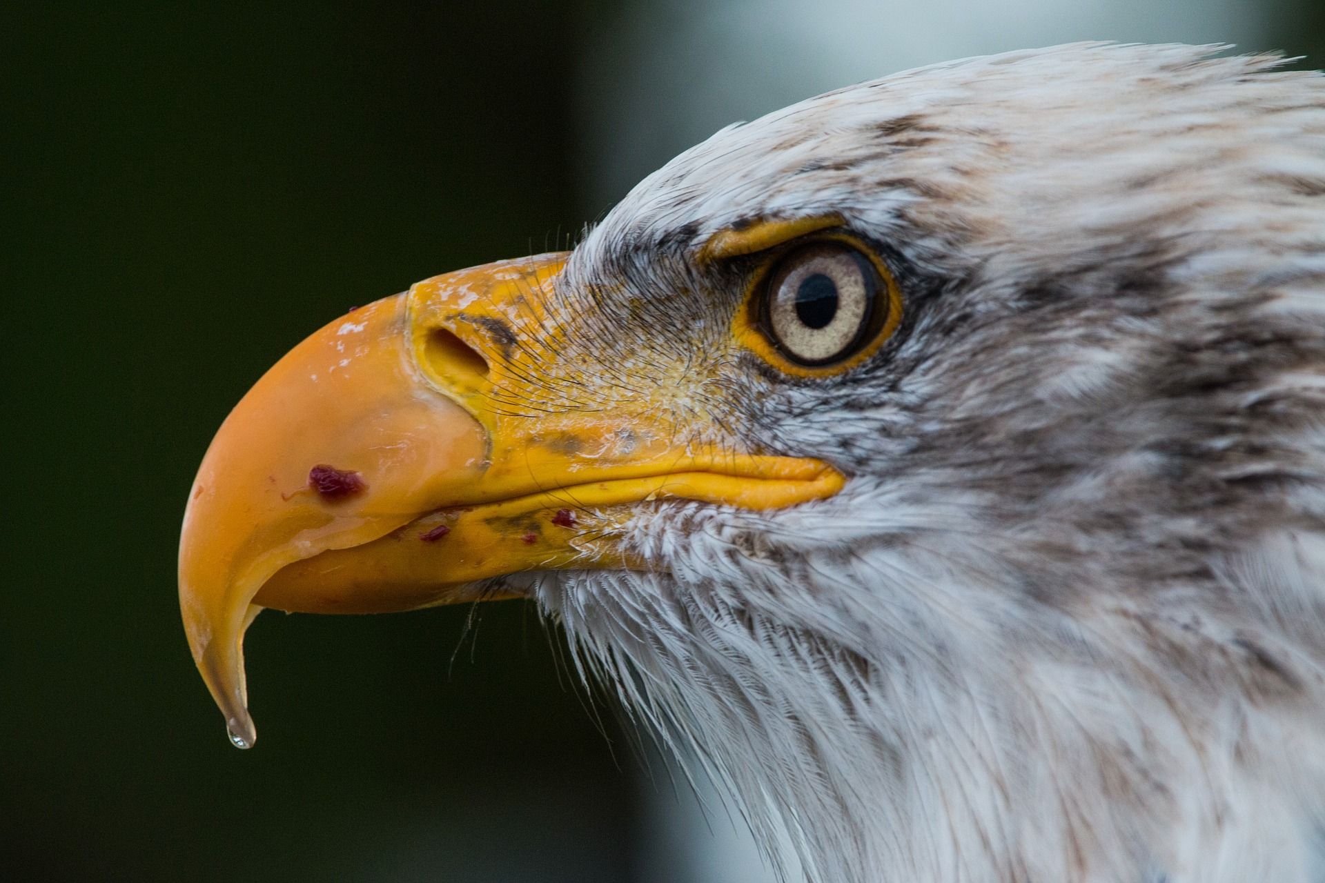 L’occhio dell’aquila è tra i più potenti di tutto il regno animale e la sua vista è dalle 4 alle 8 volte migliore di quella umana: un’aquila può individuare un coniglio addirittura ad oltre tre chilometri di distanza. Se il nostro sistema visivo fosse perfetto come quello dell’aquila, potremmo vedere una formica che cammina a terra dal decimo piano di un edificio. Gli oggetti davanti a noi apparirebbero magnificati (ingranditi) e potremmo conoscere più colori, arrivando addirittura a scorgere le cosiddette frequenze ultraviolette