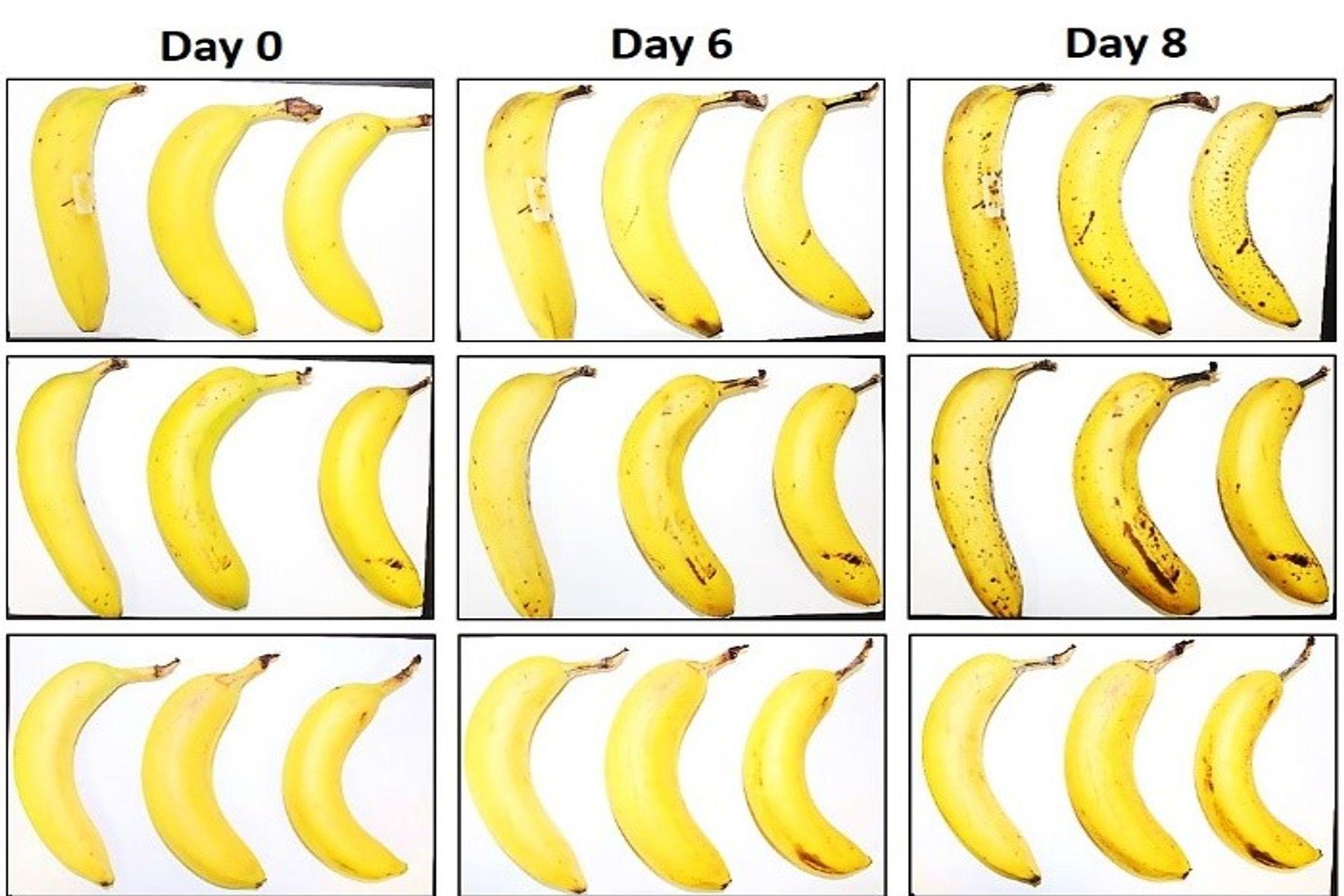 Tre banane sottoposte dall’EMPA e da Lidl Svizzera al test di conservazione con e senza involucro in cellulosa fibrosa dopo zero, 6 e 8 giorni