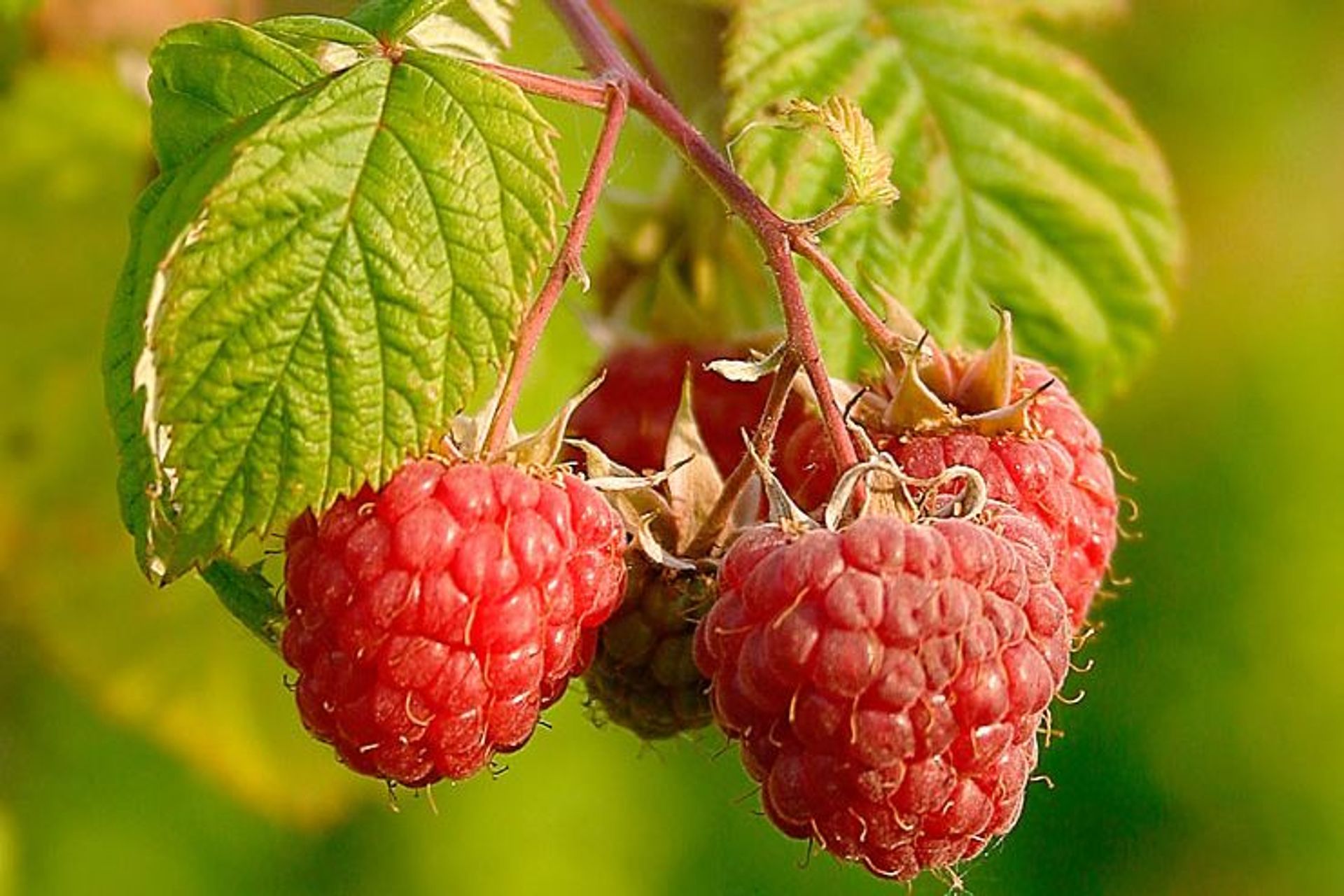 Il lampone (chiamato “Rubus Idaeus” nel 1753 da Linneo) è un arbusto appartenente alla famiglia delle Rosaceae e al genere Rubus. L'omonimo frutto, di colore rosso e sapore dolce-acidulo, normalmente utilizzato nella preparazione di confetture, sciroppi e gelatine, è molto apprezzato da solo o come ingrediente nelle preparazioni alimentari