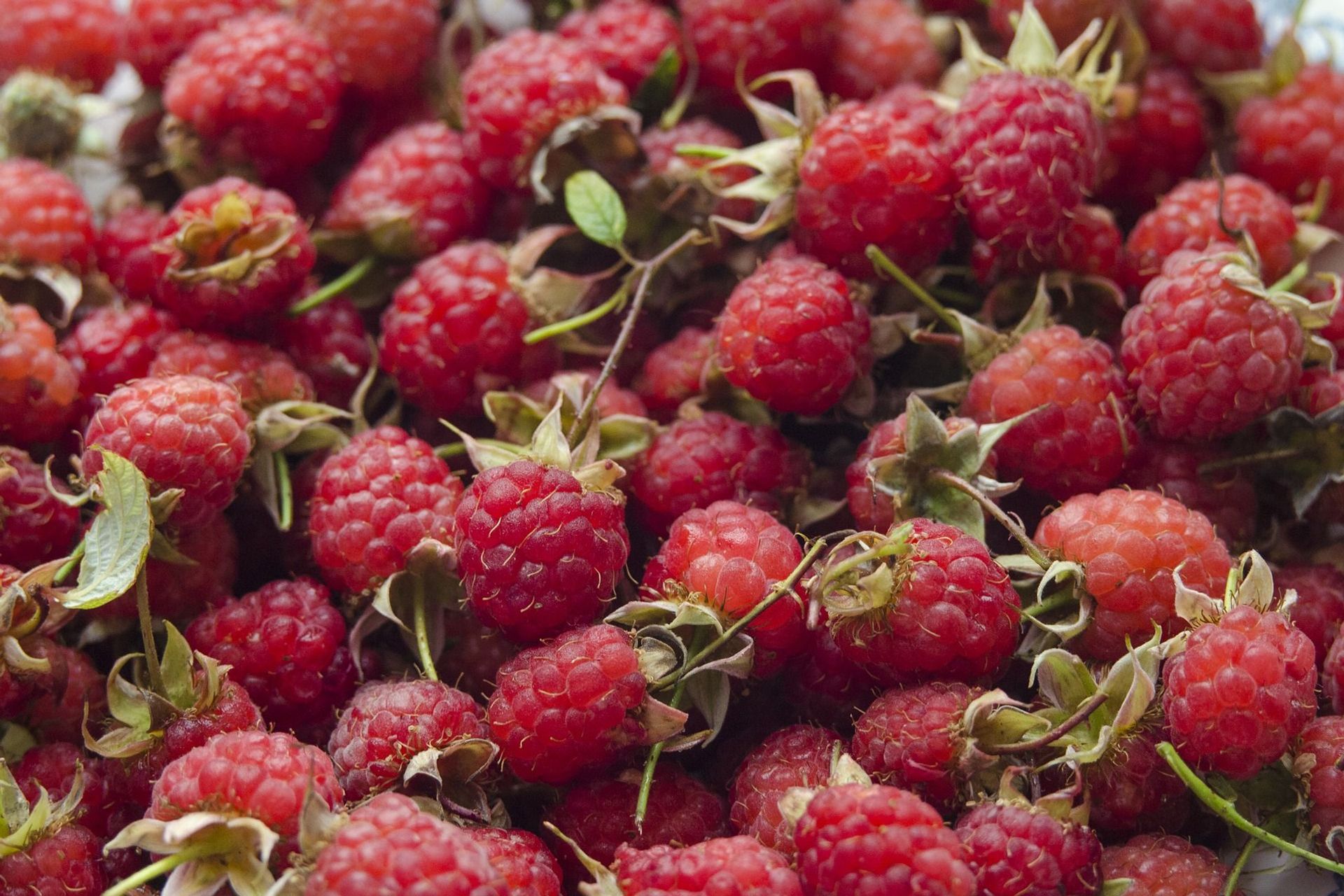 Il lampone (chiamato “Rubus Idaeus” nel 1753 da Linneo) è un arbusto appartenente alla famiglia delle Rosaceae e al genere Rubus. L'omonimo frutto, di colore rosso e sapore dolce-acidulo, normalmente utilizzato nella preparazione di confetture, sciroppi e gelatine, è molto apprezzato da solo o come ingrediente nelle preparazioni alimentari