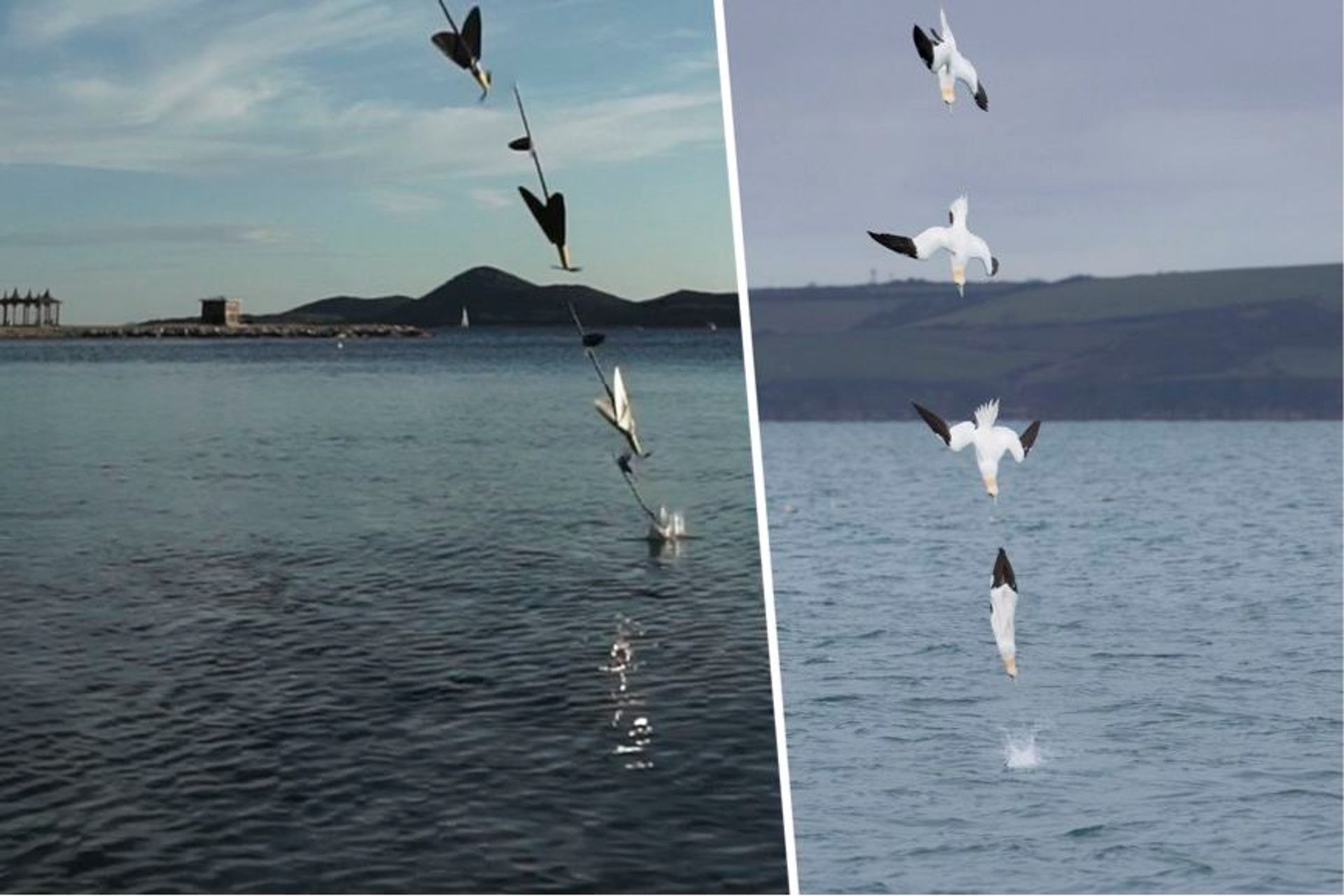 Nell'ambito del progetto "ProteusDrone", si sta creando una nuova classe di "droni in materiali morbidi" che possono cambiare la loro forma, simili al Dio del mare e delle acque Proteo della mitologia greca, che è considerato un maestro della trasformazione (Foto: Imperial College)