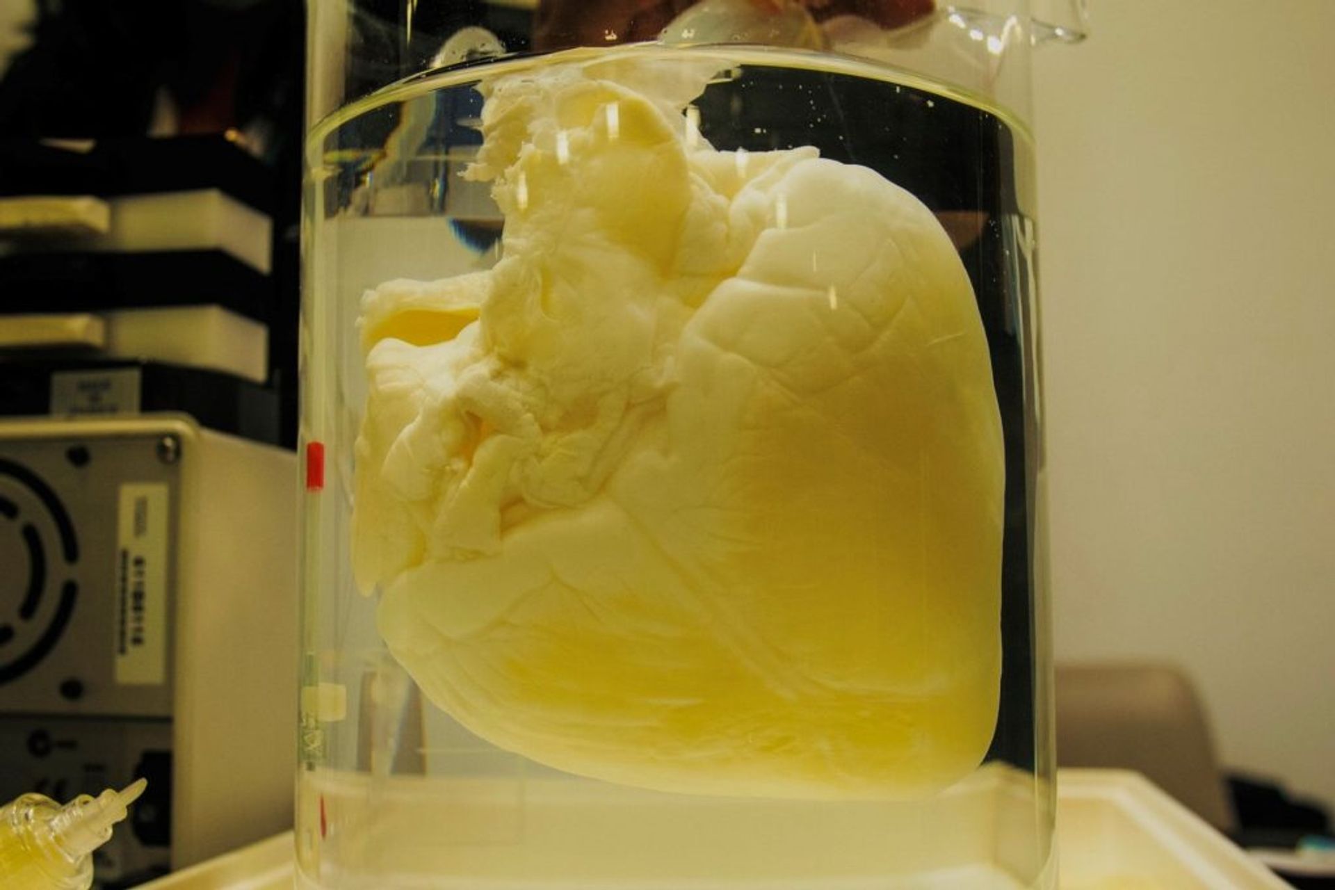 Un cuore decellularizzato realizzato da Lifelab Coris Veneto