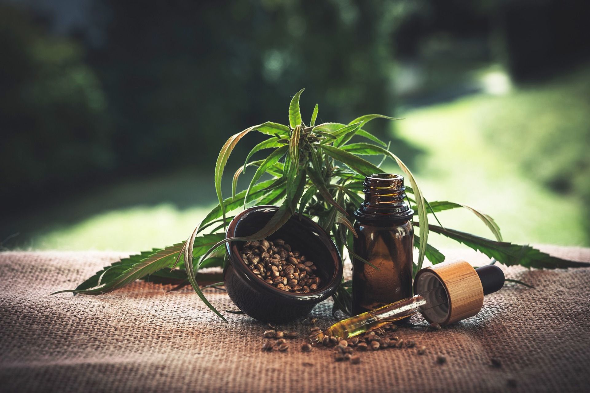 La Canapa o Cannabis è un genere di piante angiosperme della famiglia delle Cannabaceae, originarie della Siberia meridionale: i preparati psicoattivi della canapa, come l'hashish e la marijuana, sono costituiti dalla resina e dalle sue infiorescenze femminili