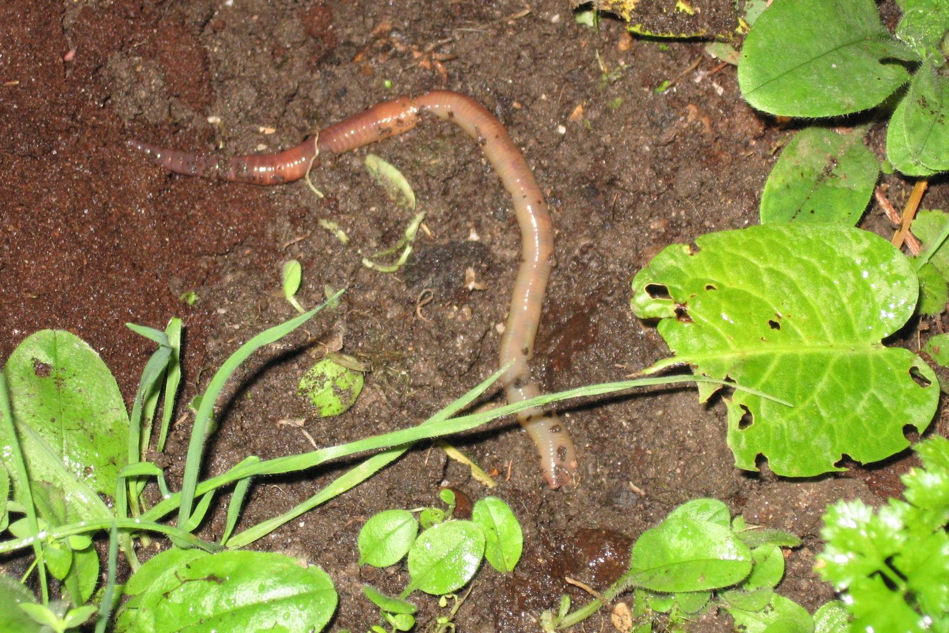 I lombrichi hanno un ruolo fondamentale per l’ecosistema in caso di siccità persistente, la loro quantità nel suolo cala però progressivamente, come ha dimostrato un esperimento svizzero nel Pfynwald, un bosco del Canton Vallese, l’Istituto Federale di Ricerca per la Foresta, la Neve e il Paesaggio o WSL