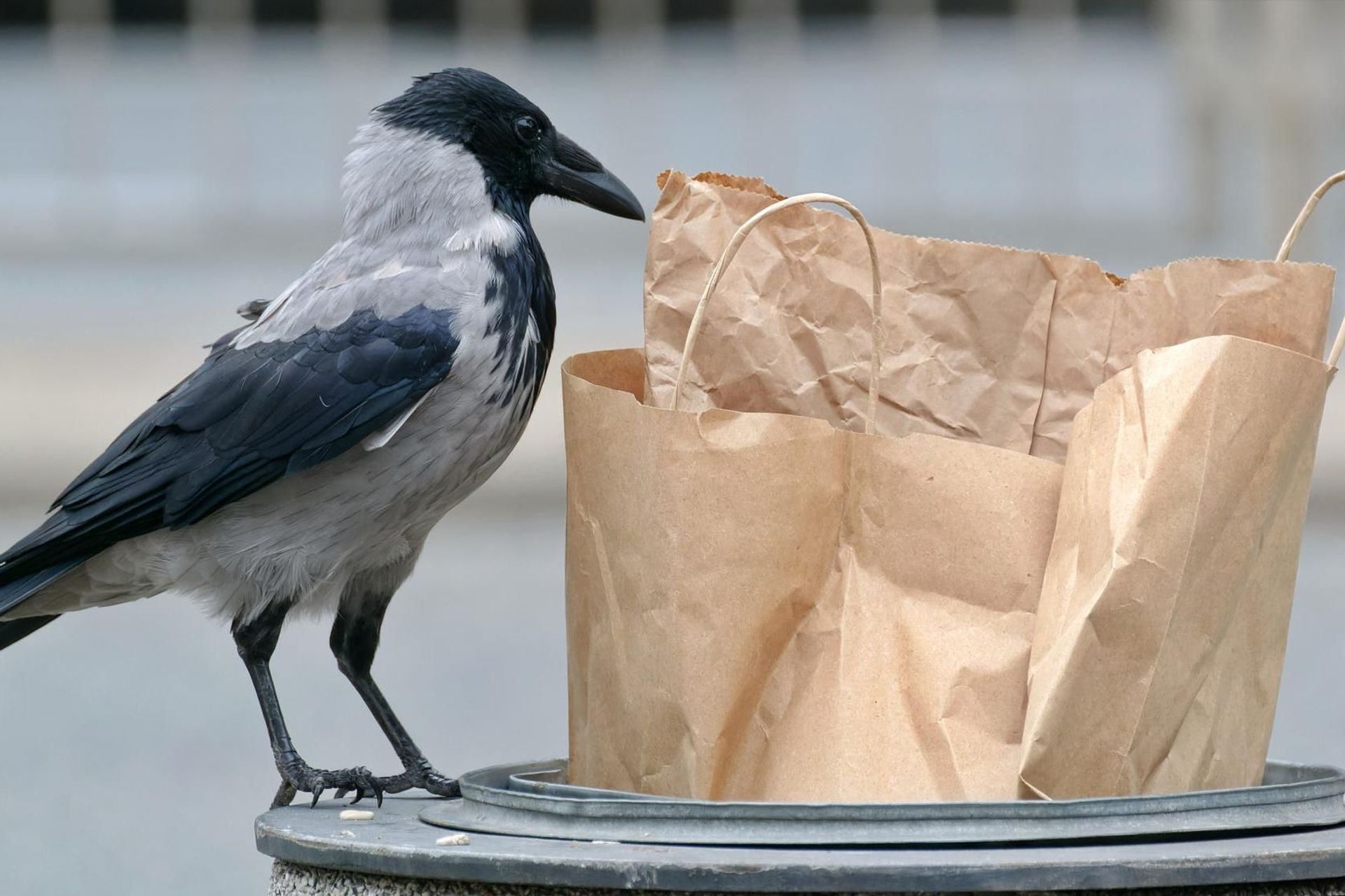 Il cibo non consumato dall'uomo è facile bersaglio degli animali