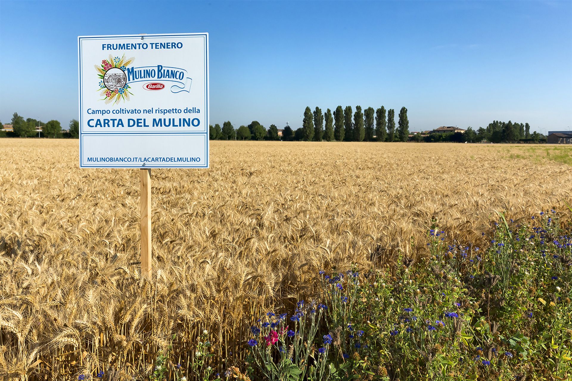 Campi di grano tenero e fiori selvatici secondo la Carta del Mulino di Barilla