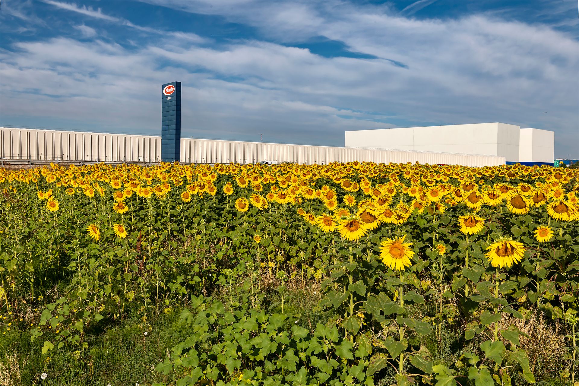 I primi girasoli in fiore all'interno dell'agriBosco Barilla di Parma