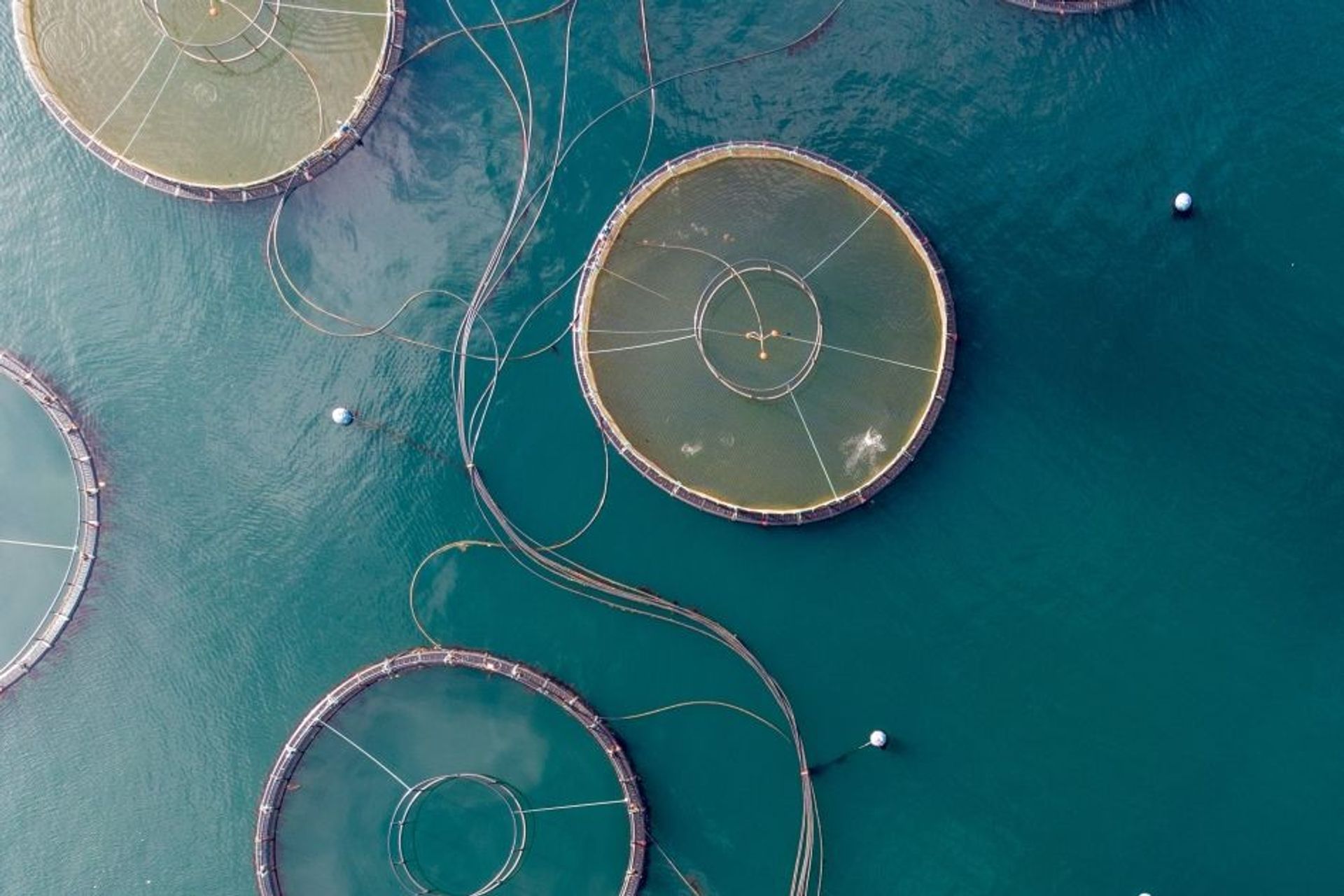 Innovativi stabilimenti di acquacoltura della Repubblica di Palau