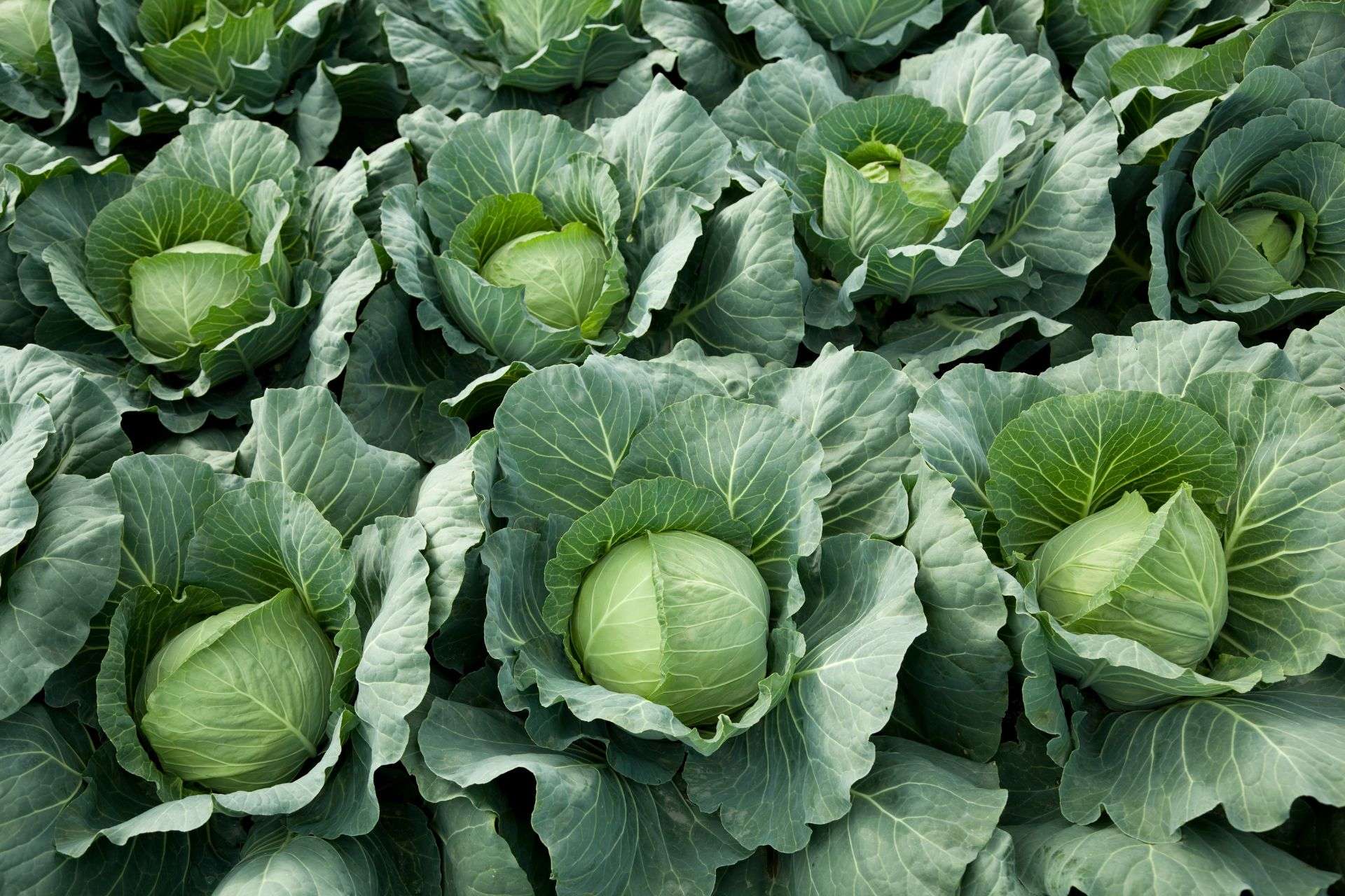 Si sconsiglia il consumo di verdure ricche di fibre insolubili come il cavolo