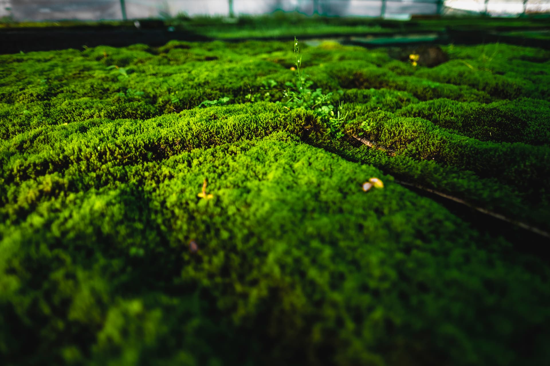 "We Grow Fresh Air" è il payoff di Green City Solution che, nellla sua "fattoria" del muschio riesce a coltivare muschio 16 volte più velocemente rispetto alle specie in natura. Laboratori e serre sono altamente digitalizzate, così da ottnere la massima resa con il minimo dispendio energetico (Foto: Green City Solutions)