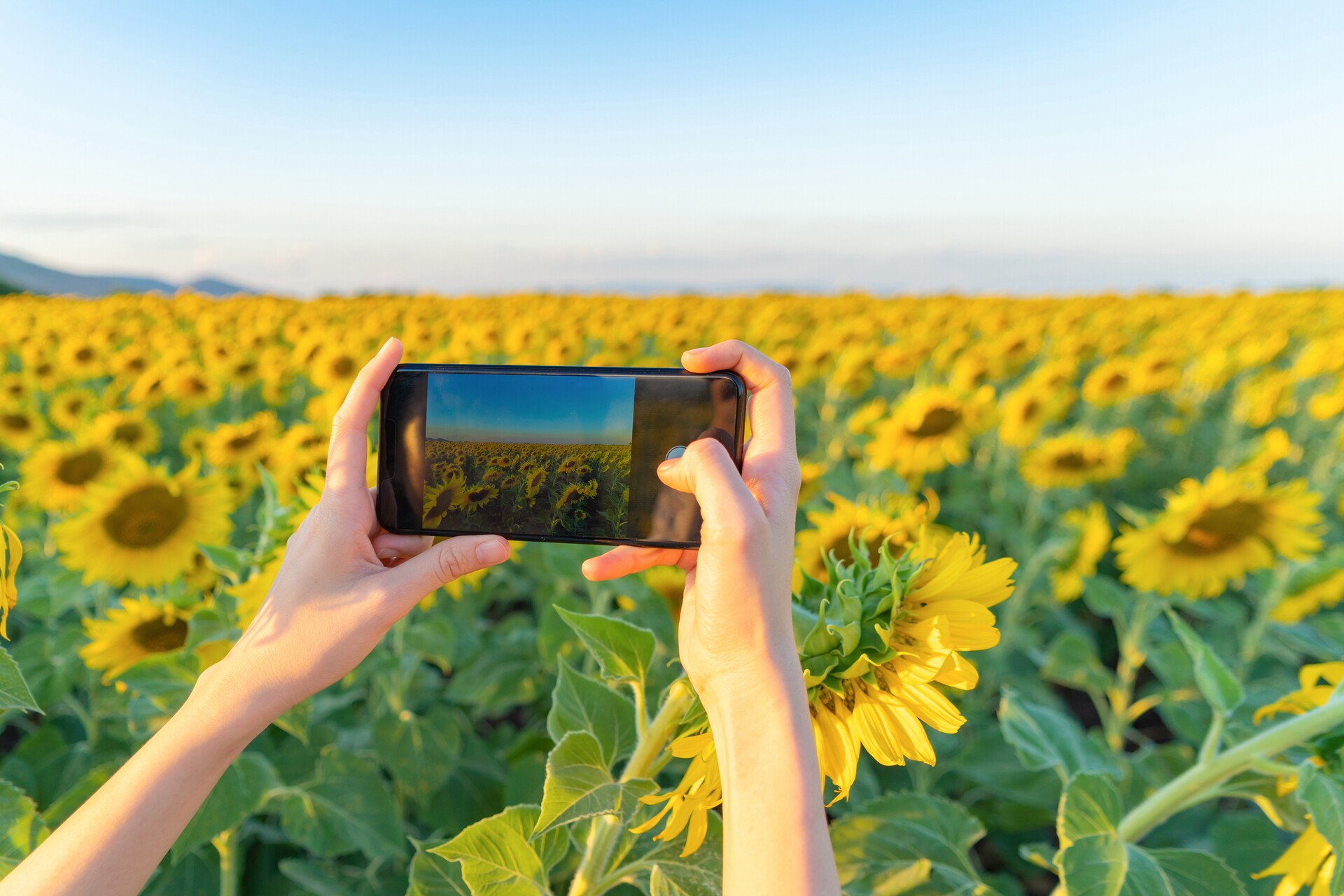 Un campo di girasoli attraverso la fotocamera di uno smartphone