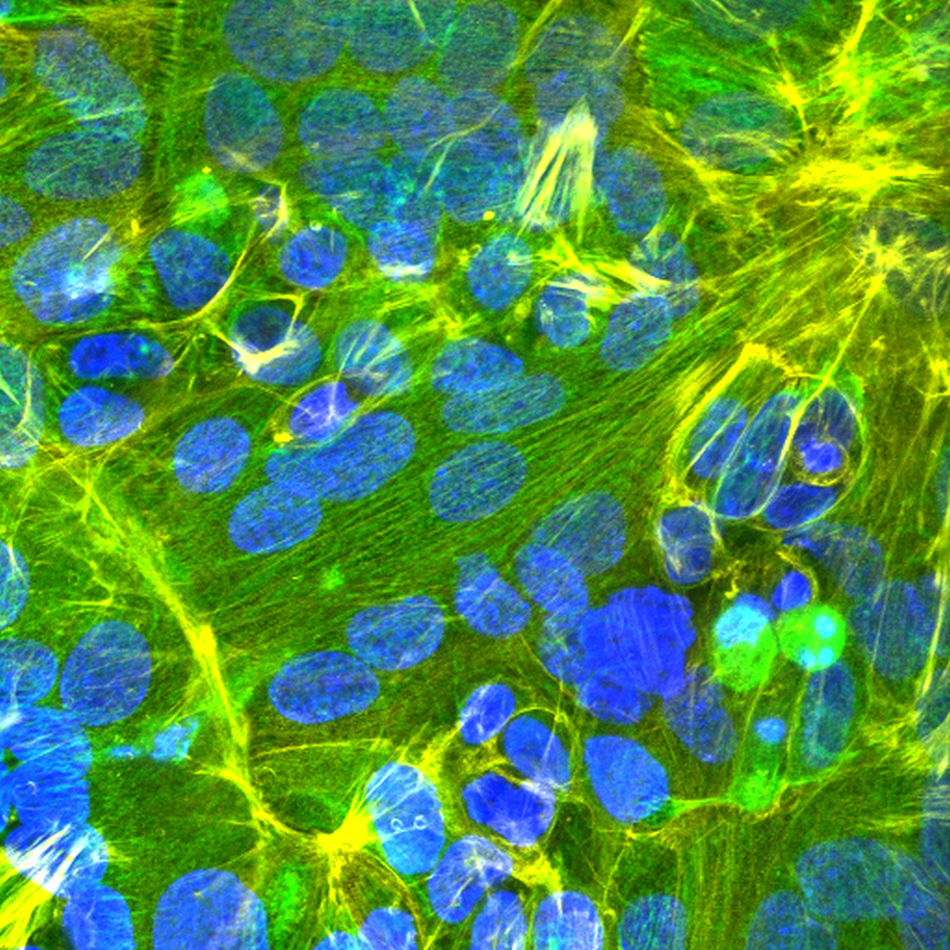 Le cellule isolate da una placenta formano uno strato denso