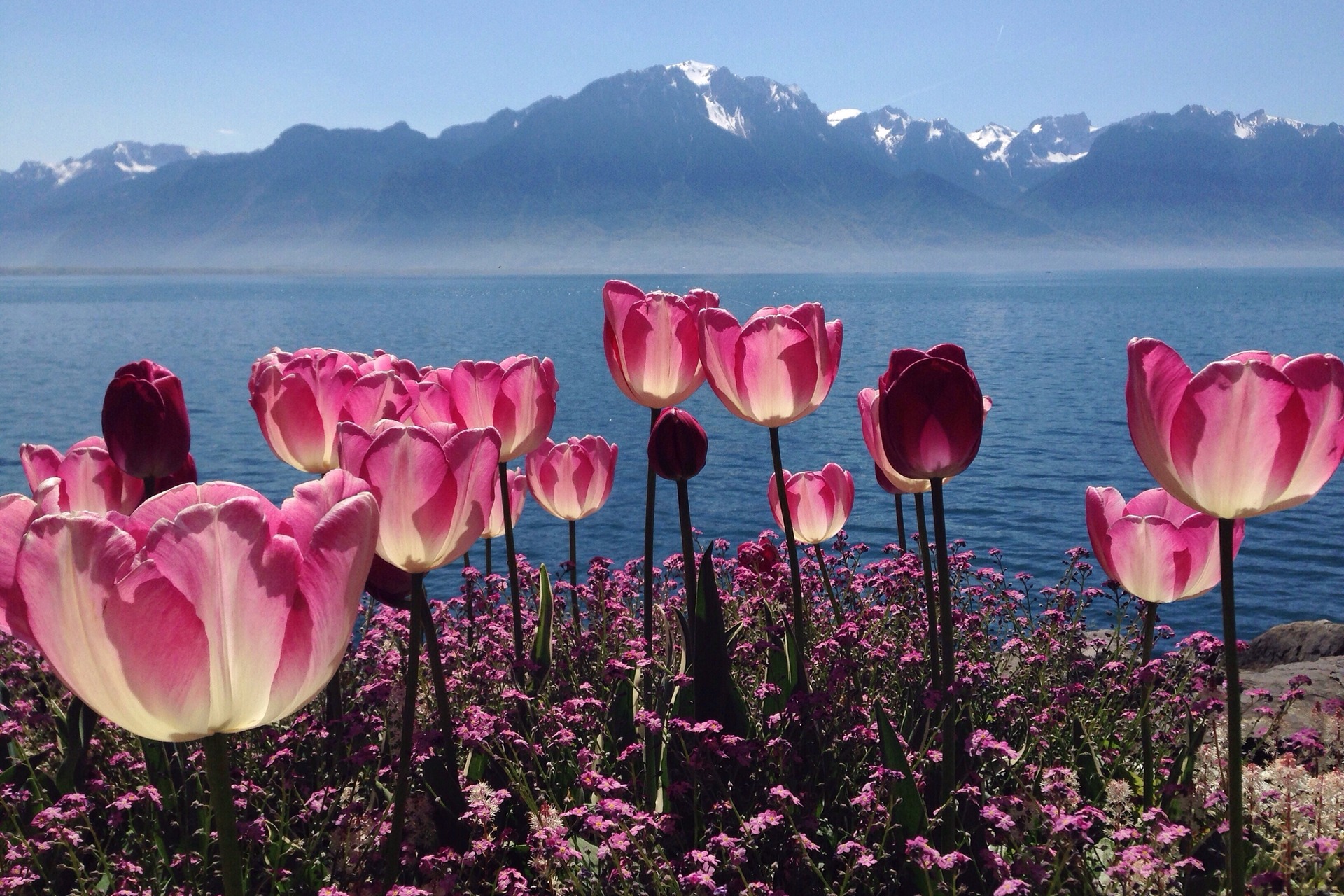Rispetto dei suoli: fiori rossi e paesaggi montani e lacustri nel corso dell'estate svizzera