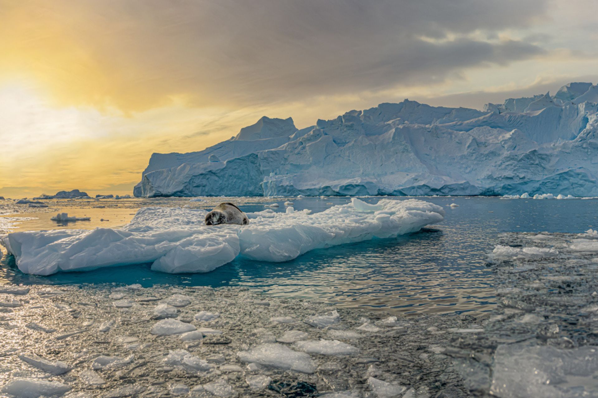Foca fra i ghiacci dell'Antartide