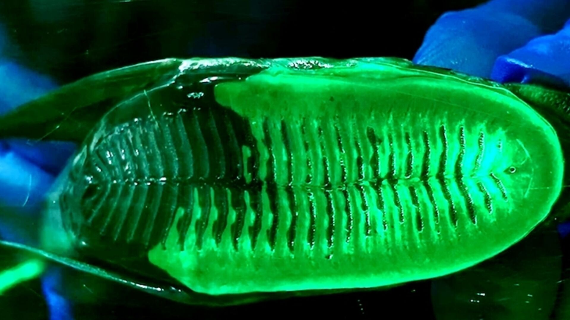 Drone aria-acqua: le Remore hanno una sorta di ventosa sul dorso grazie alla quale si attaccano al ventre di altri grandi animali