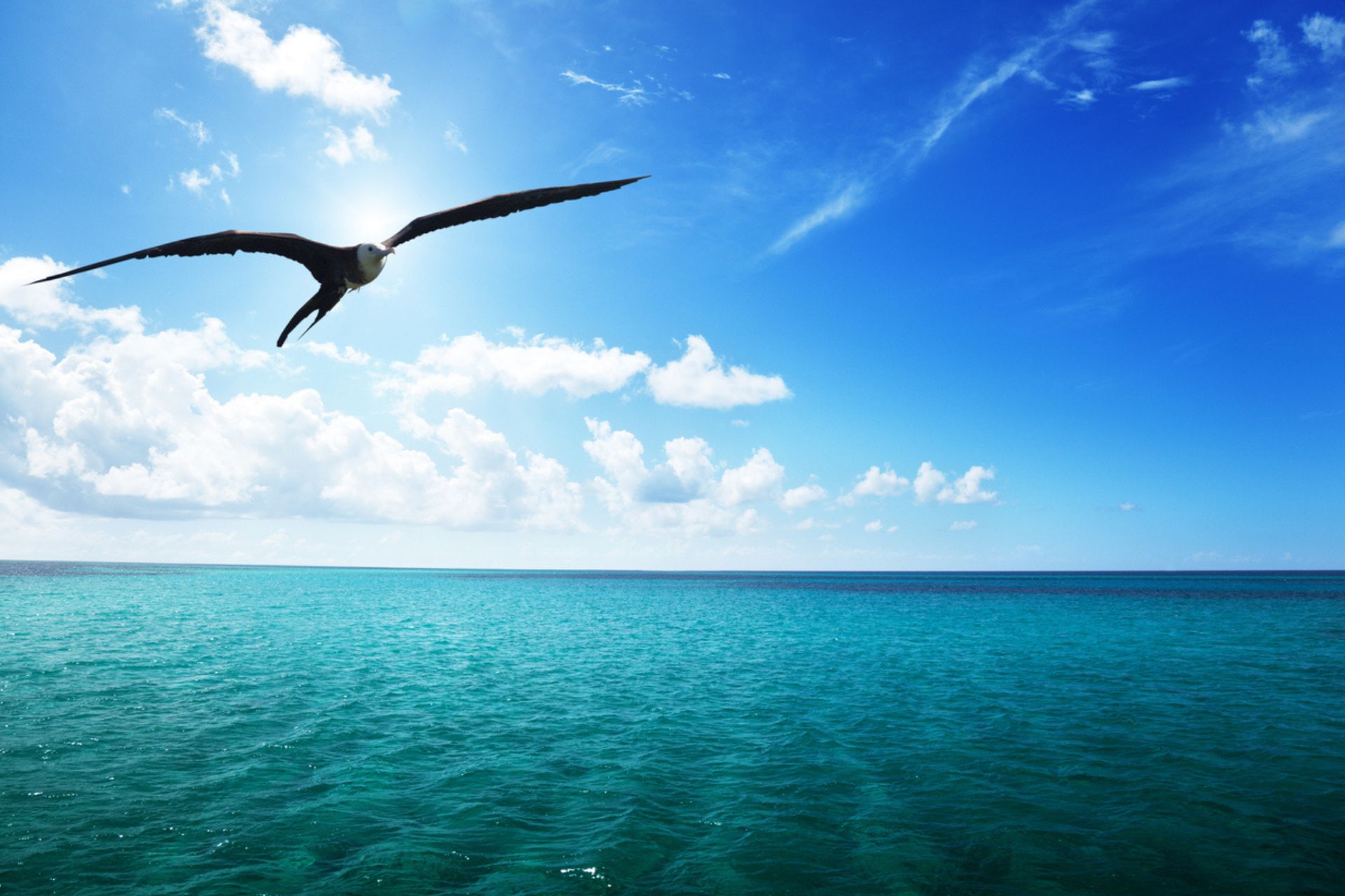 albatros vola sul mare