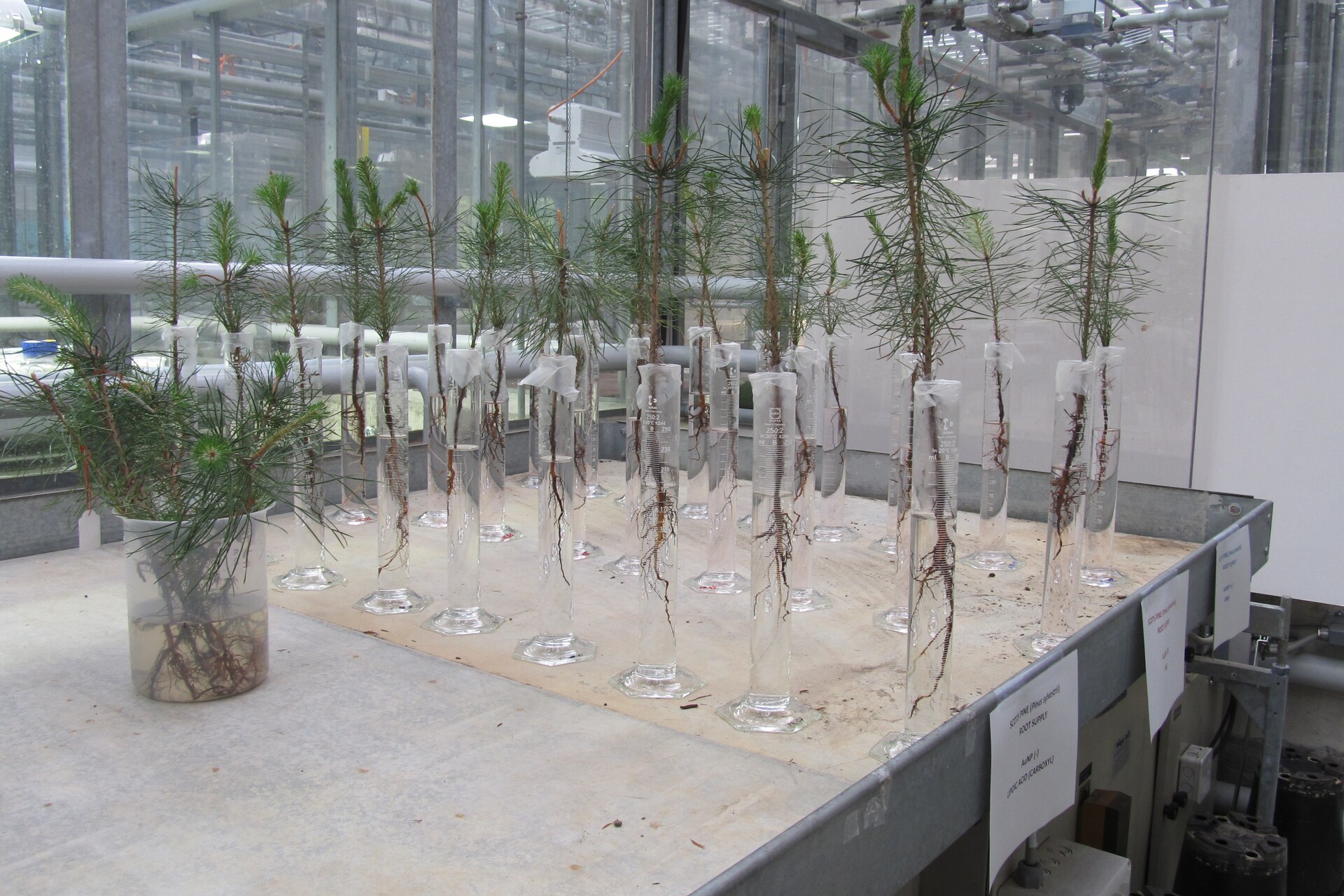 Alberi: presso l'Istituto Federale di Ricerca per la Foresta, la Neve e il Paesaggio (WSL), è stato anche studiato in Svizzera l'assorbimento delle nanoparticelle attraverso le radici