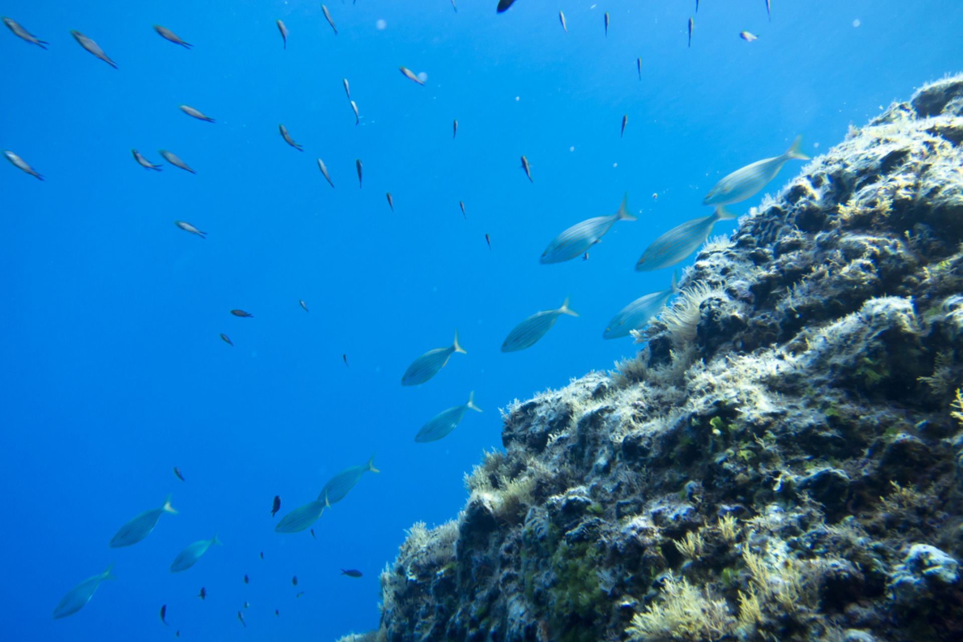 turismo sostenibile: Il mare splendido di Ustica