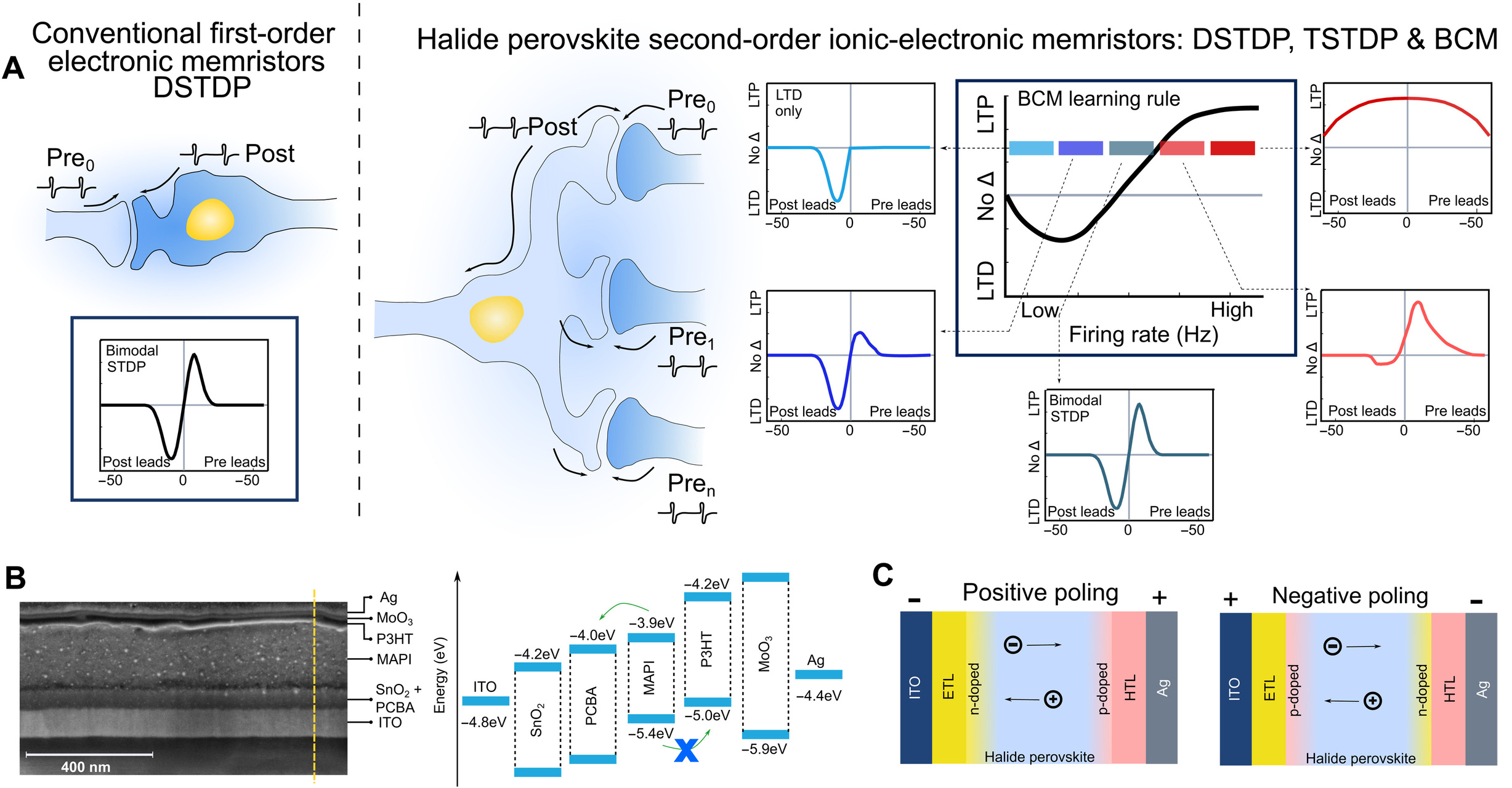 Memristori: regole di apprendimento semplici: una plasticità basata sul tempo (Immagine: “Science Advances”)