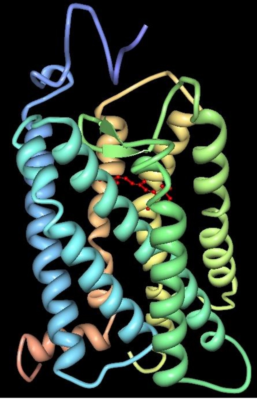 Occhio: la struttura tridimensionale della proteina Rodopsina