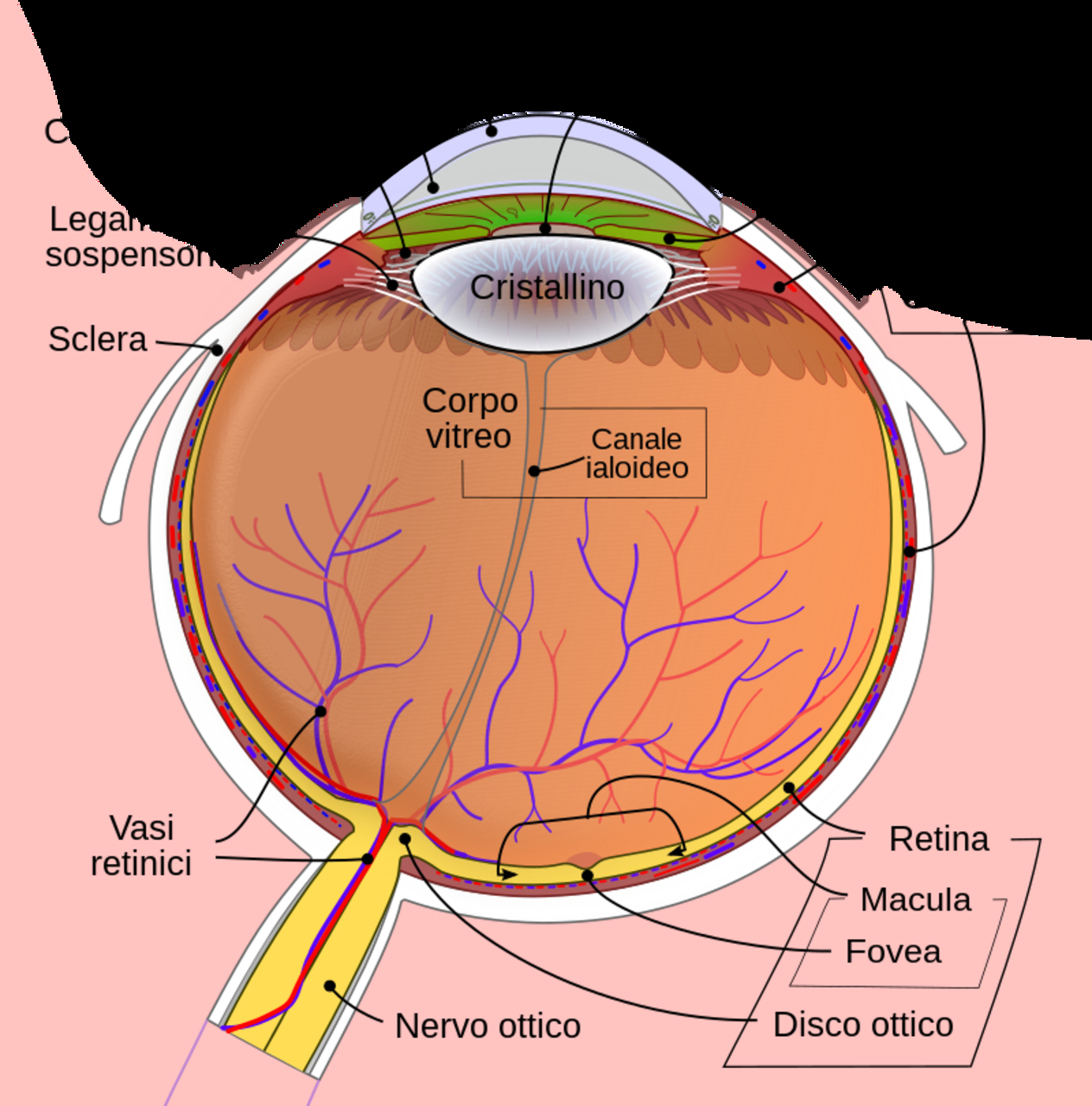 Occhio: la rètina è la membrana del bulbo oculare interno, adibita alla suddivisione in punti immagine, alla valutazione della luminosità e alla discriminazione dei colori delle immagini refratte dall'ottica dell'occhio (cornea, umor acqueo, cristallino e umor vitreo)