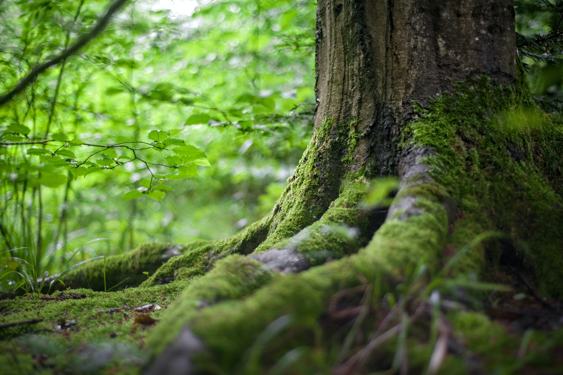 Tibet: foreste
