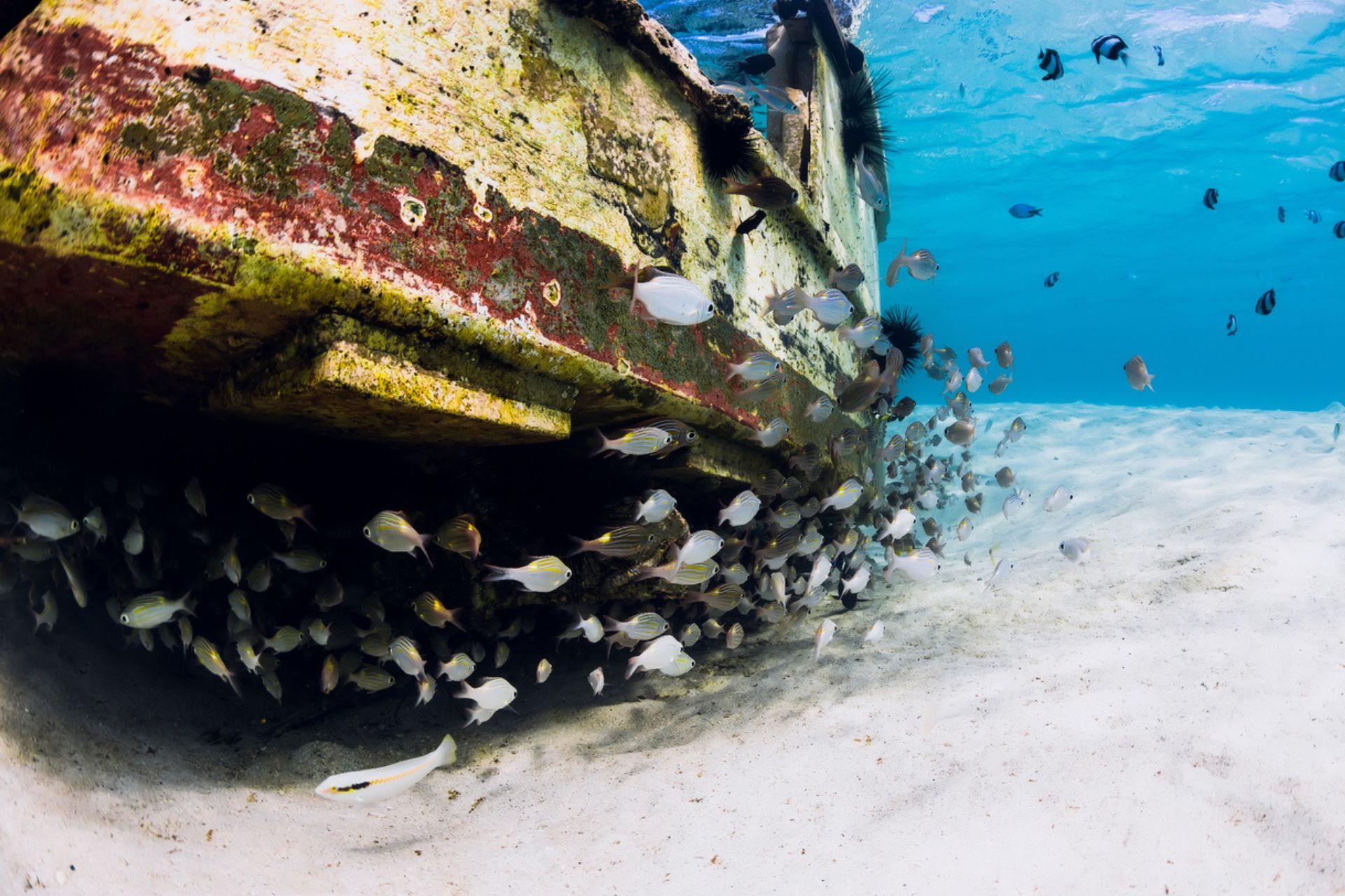 immersioni: relitto di nave in mare